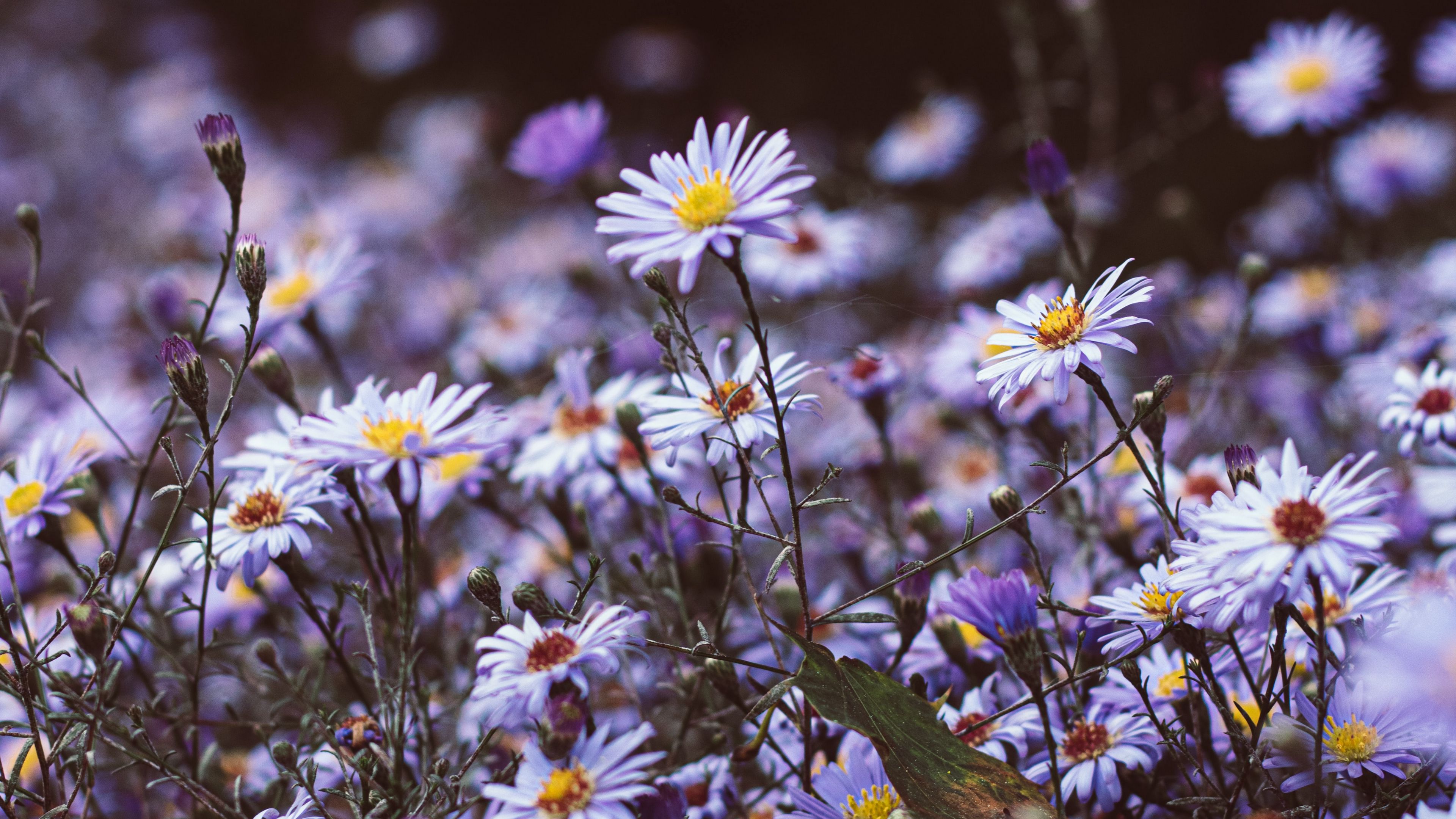flowers, purple, bloom, wild, plants, 4k, HD Wallpaper