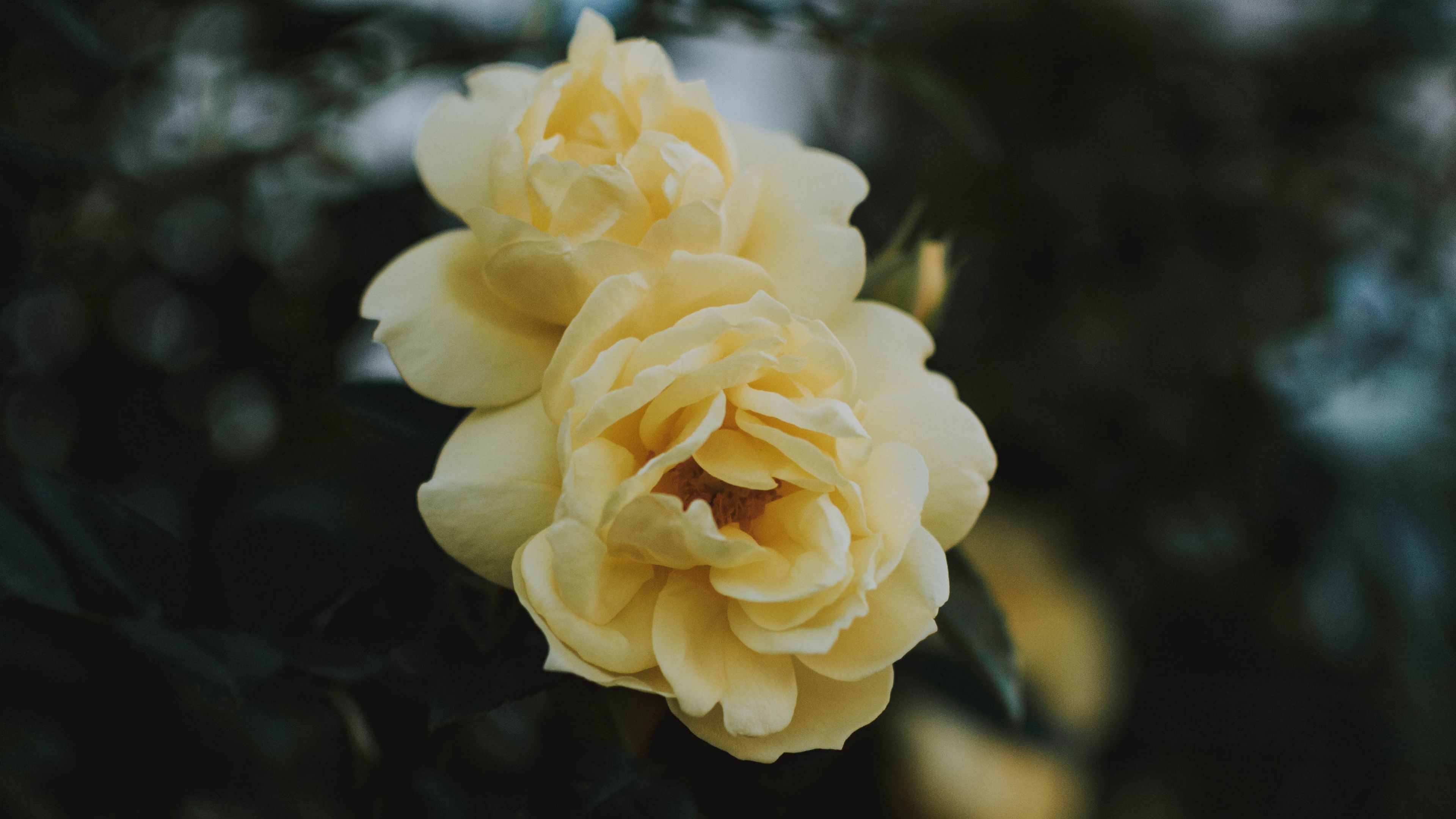 rose, flowers, yellow, closeup, bloom, 4k, HD Wallpaper