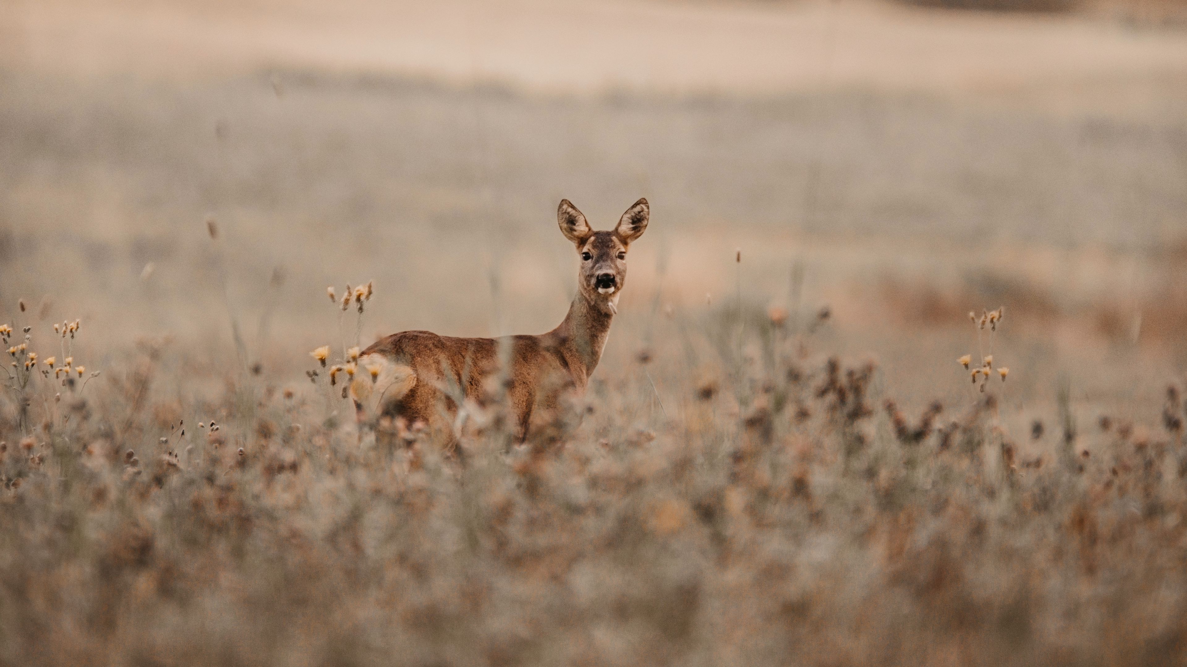deer, glance, animal, field, wildlife, 4k, HD Wallpaper