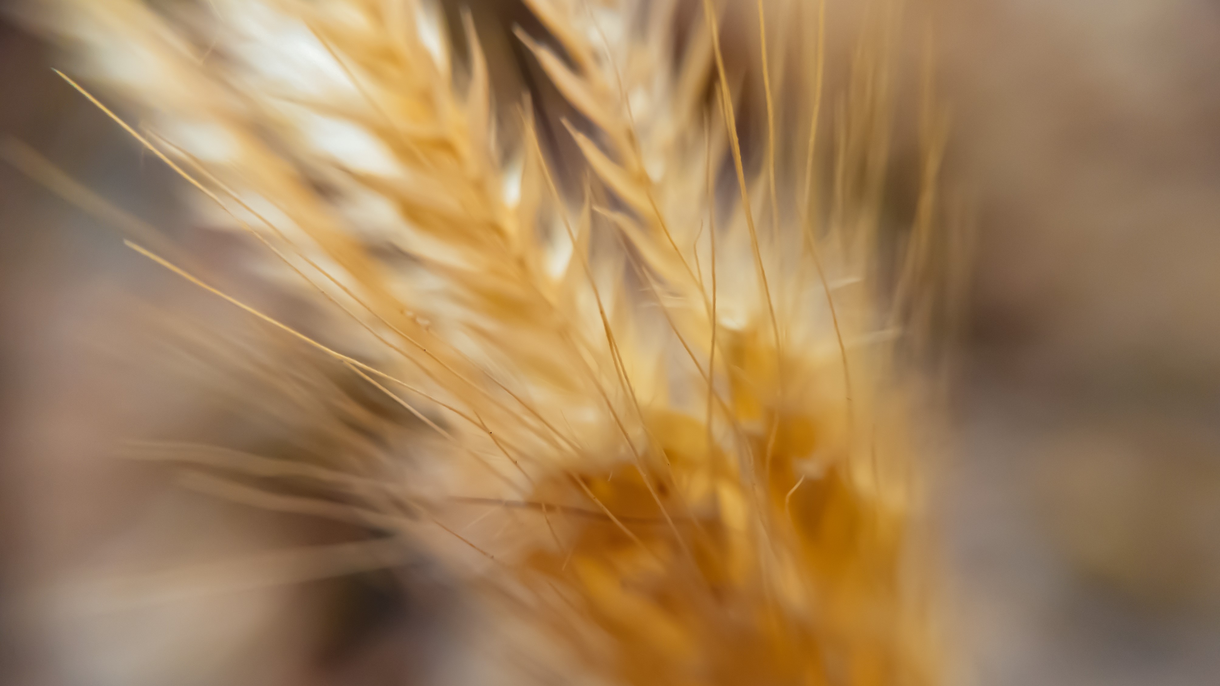 macro, flowers, wheat, hd, 4k, HD Wallpaper