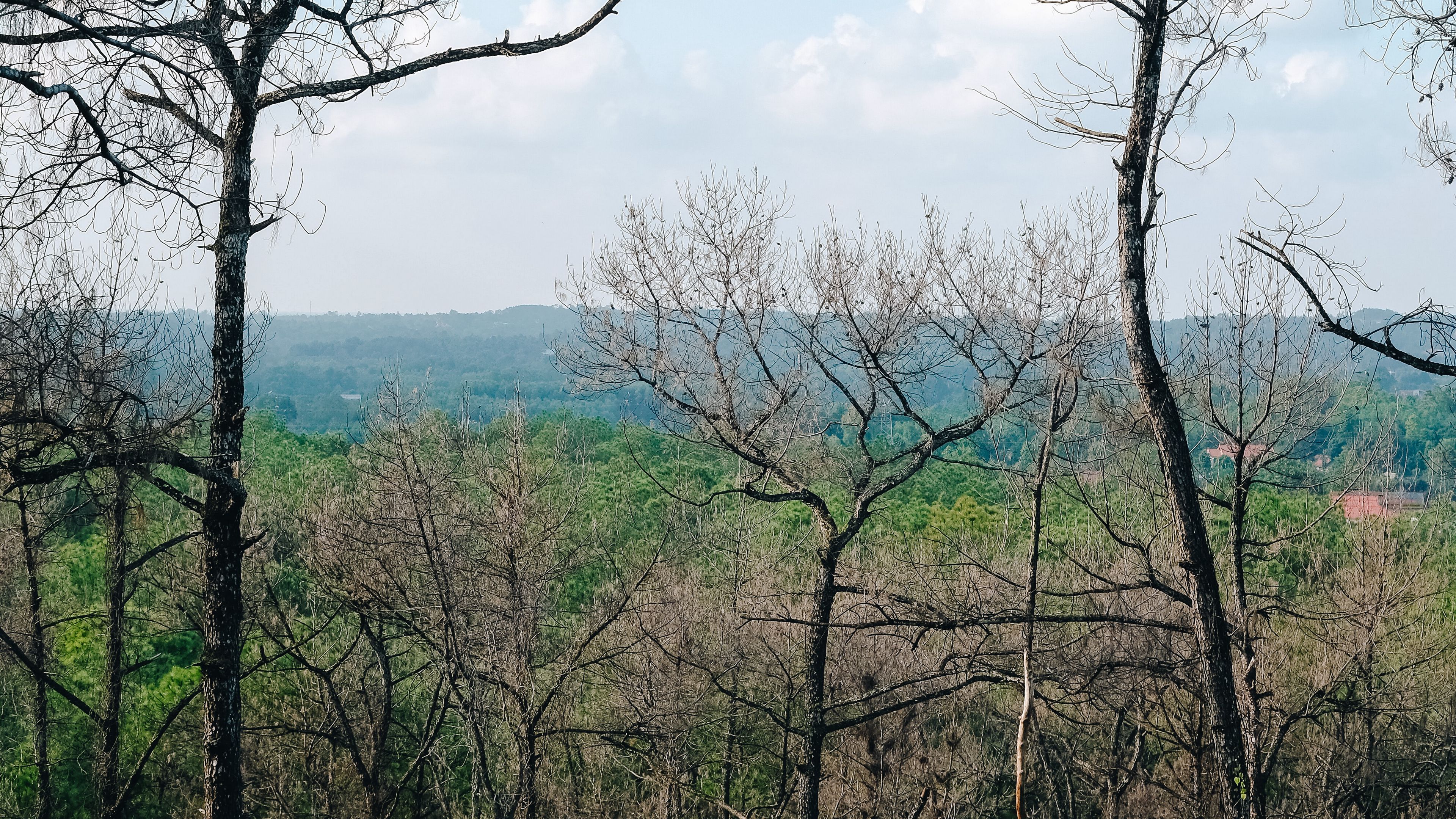 trees, forest, horizon, nature, landscape, 4k, HD Wallpaper