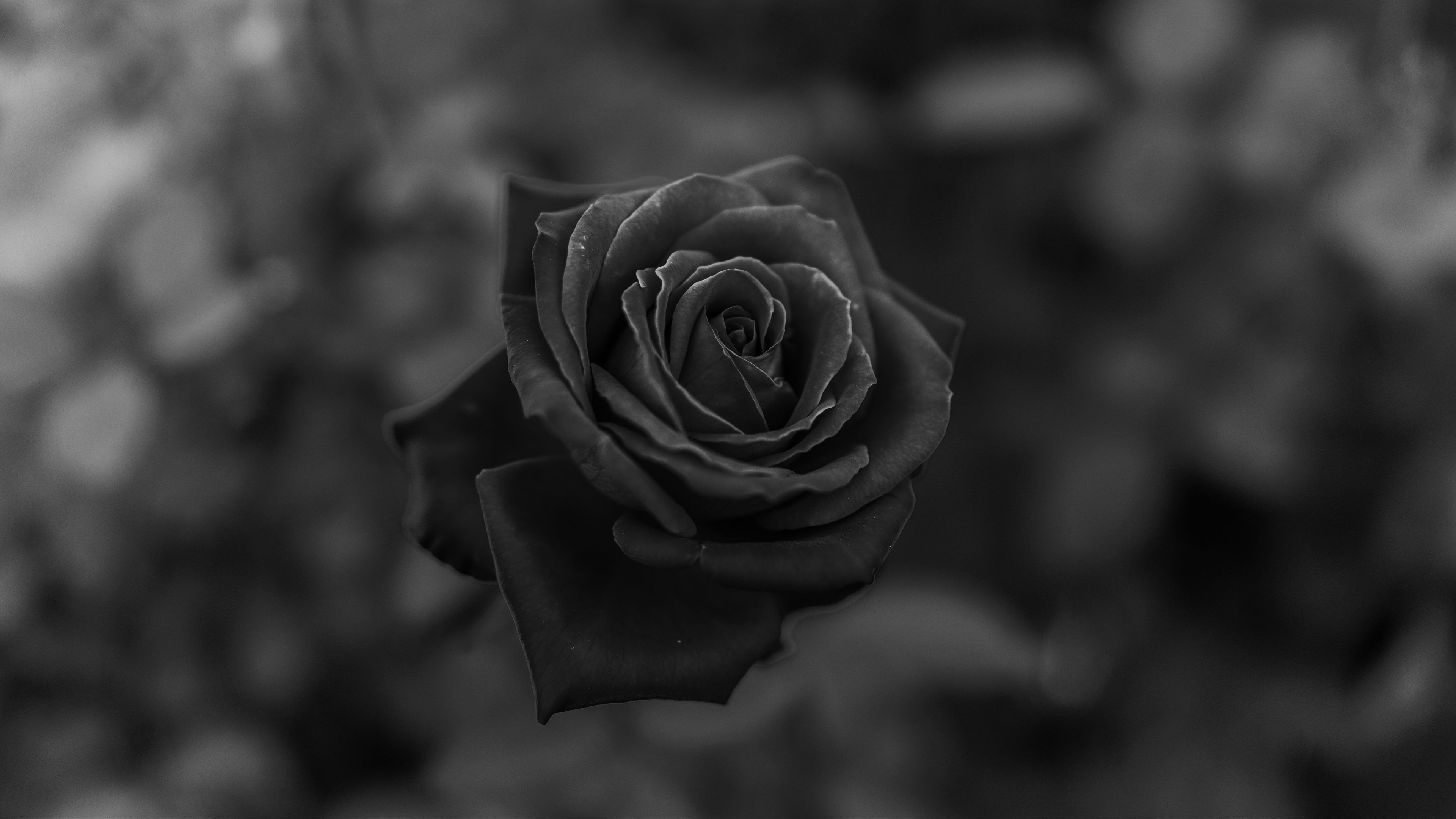 rose, flower, bw, closeup, 4k, HD Wallpaper