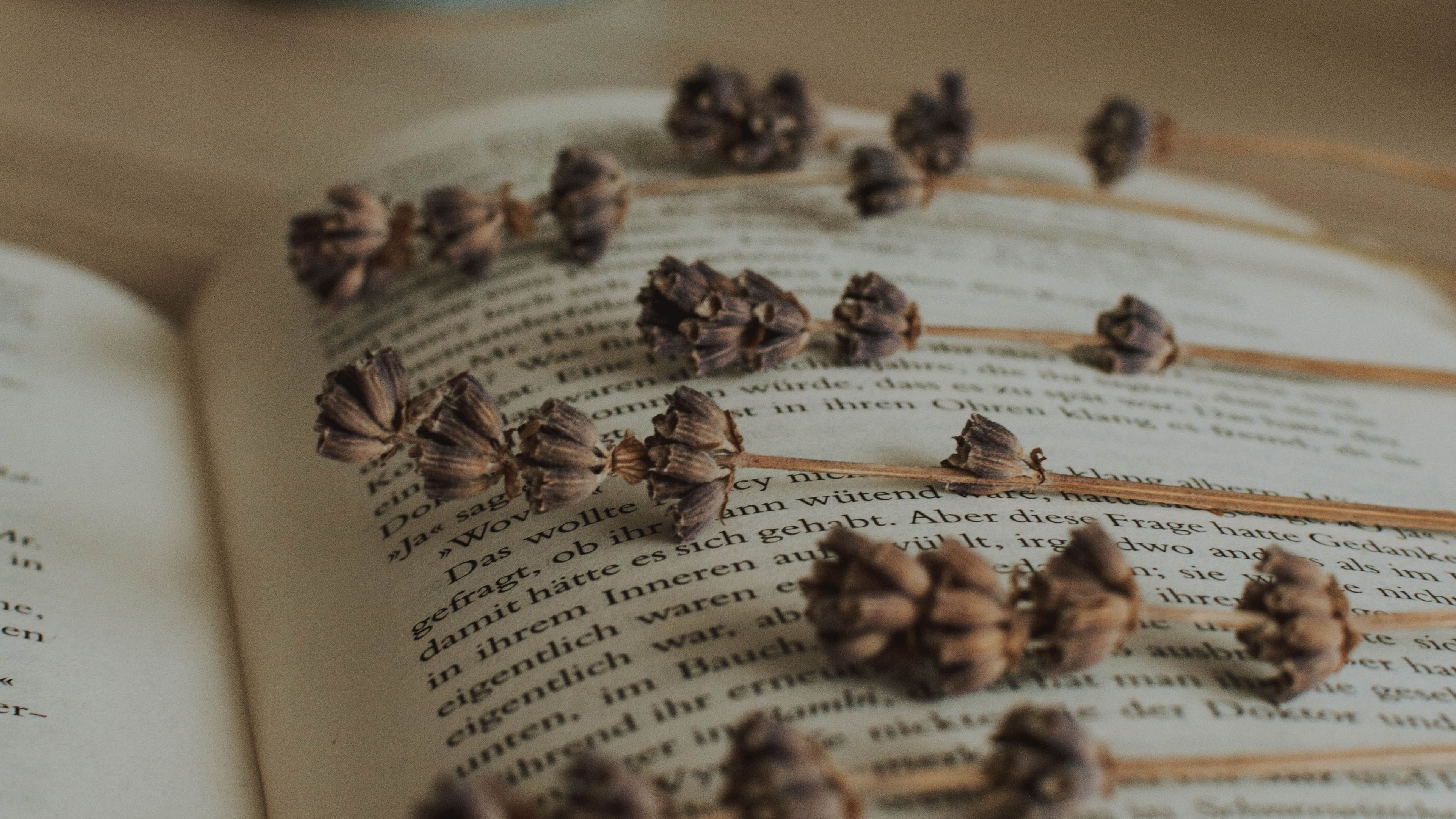 book, lavender, herbarium, plant, dry, 4k, HD Wallpaper