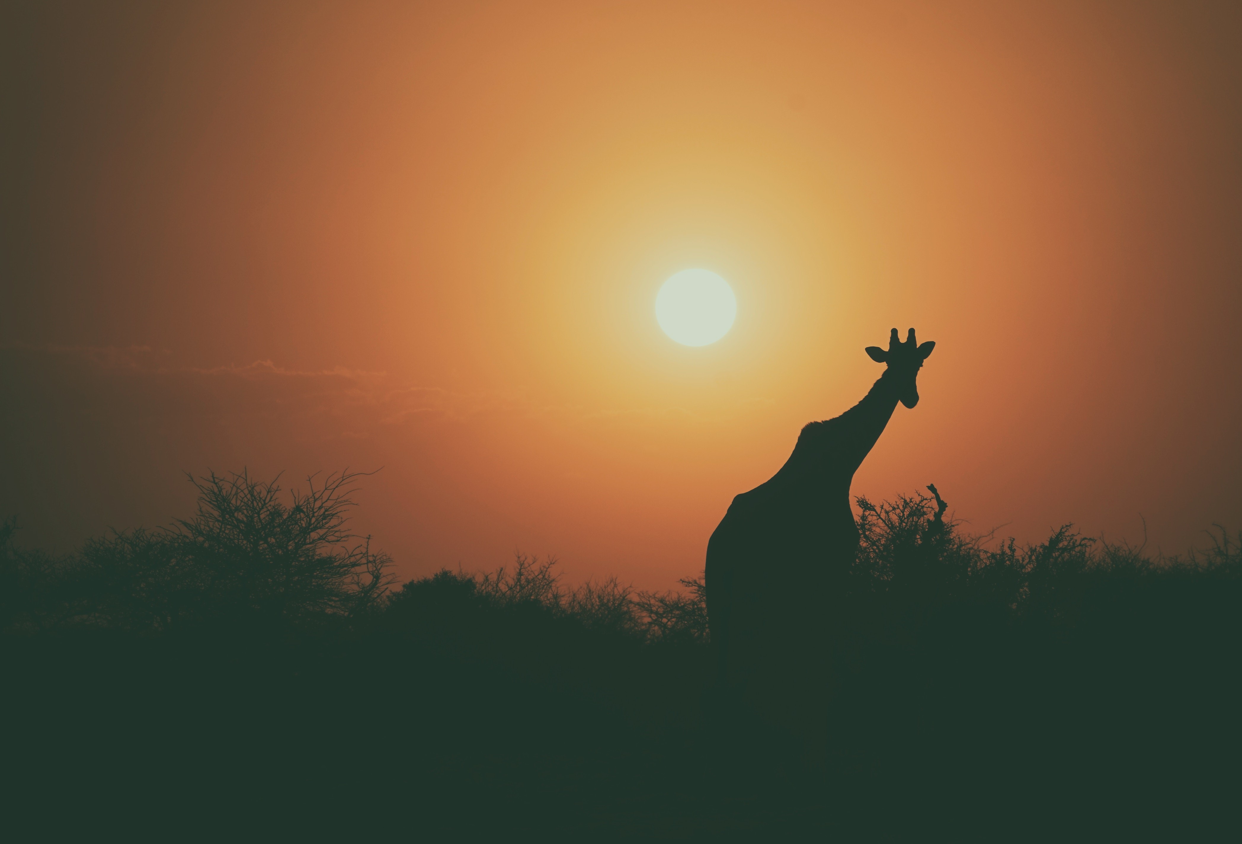 camel, animals, hd, silhouette, 4k, HD Wallpaper