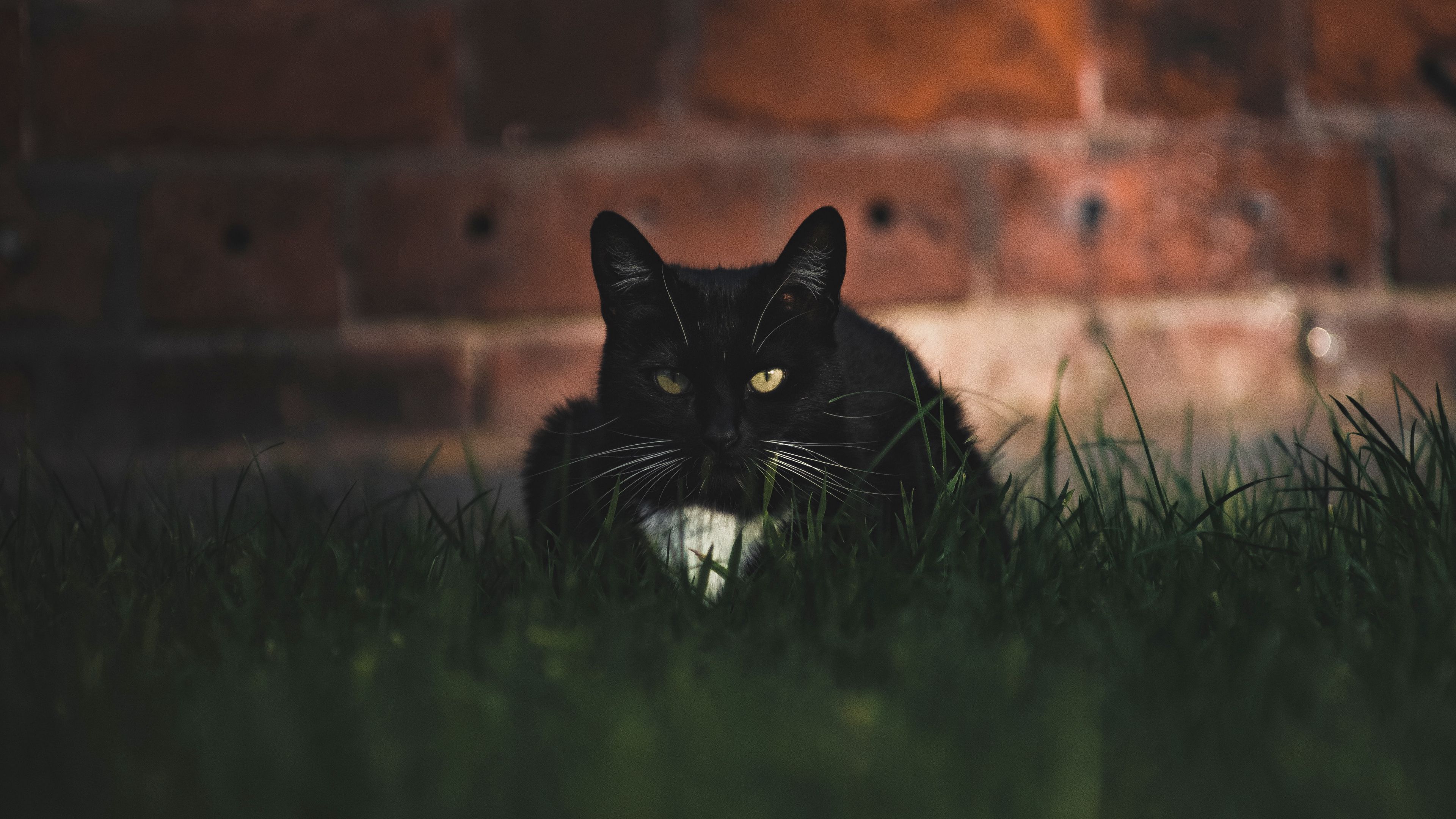 cat, black, glance, pet, grass, 4k, HD Wallpaper