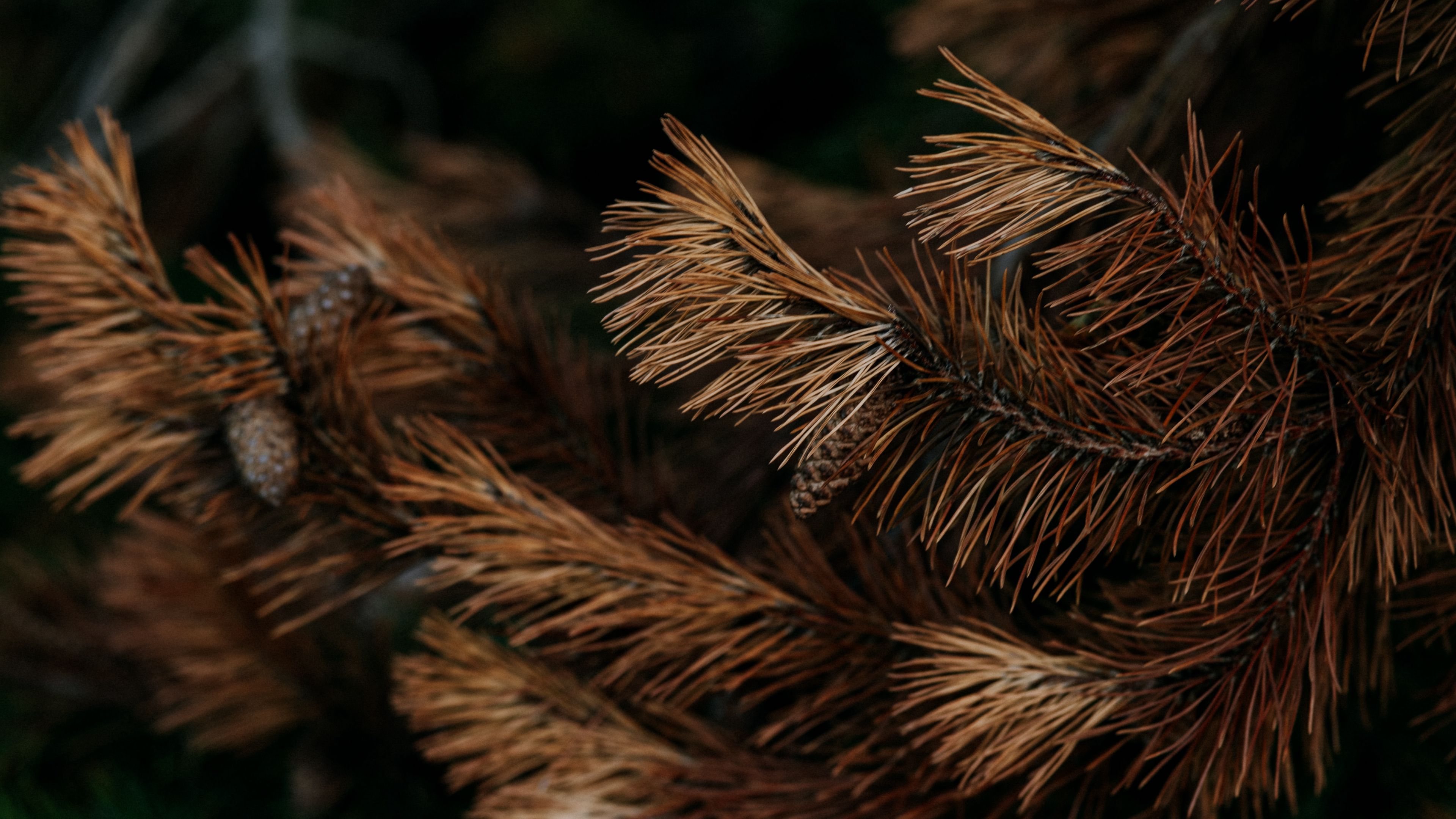 pine, branch, dry, cone, needles, 4k, HD Wallpaper