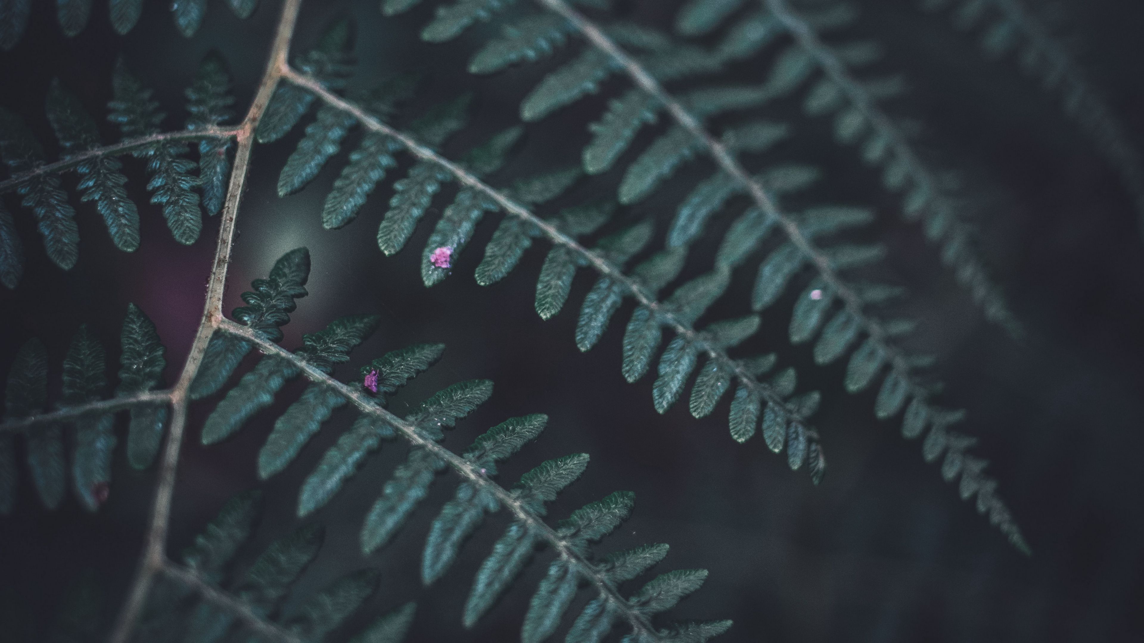 fern, leaf, macro, dark, green, 4k, HD Wallpaper