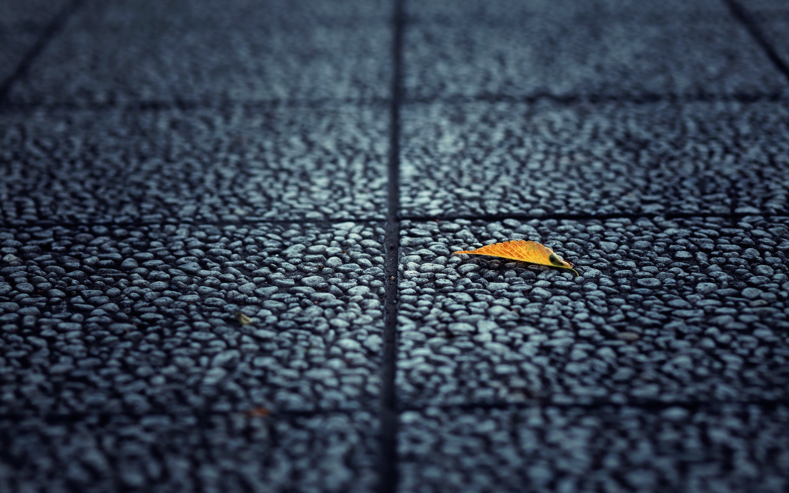 leaf, autumn, nature, hd, HD Wallpaper
