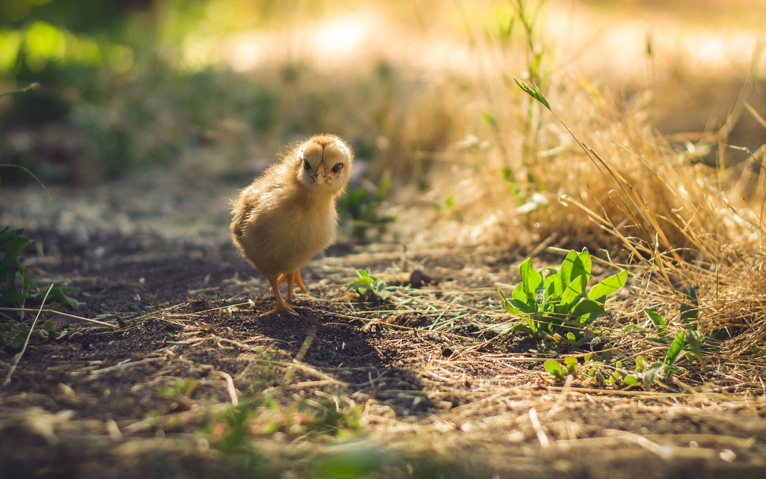 chicks, animals, birds, hd, HD Wallpaper