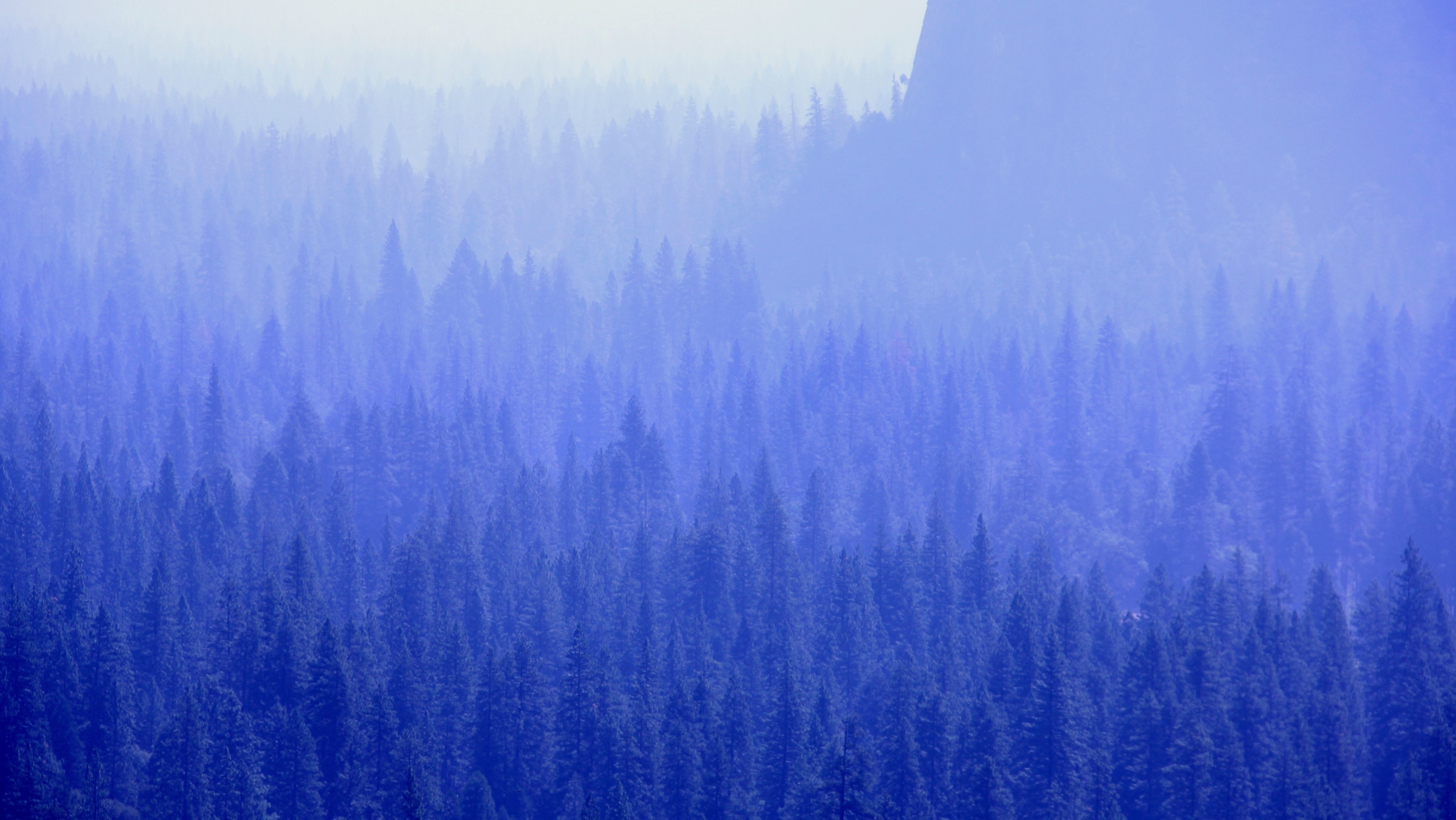 forest, trees, nature, hd, 4k, 5k, blue, HD Wallpaper