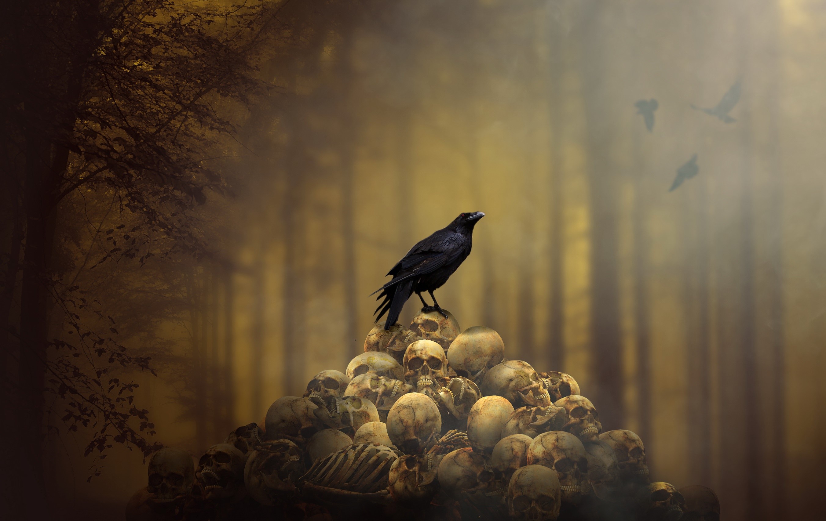 raven, skull, photography, hd, HD Wallpaper