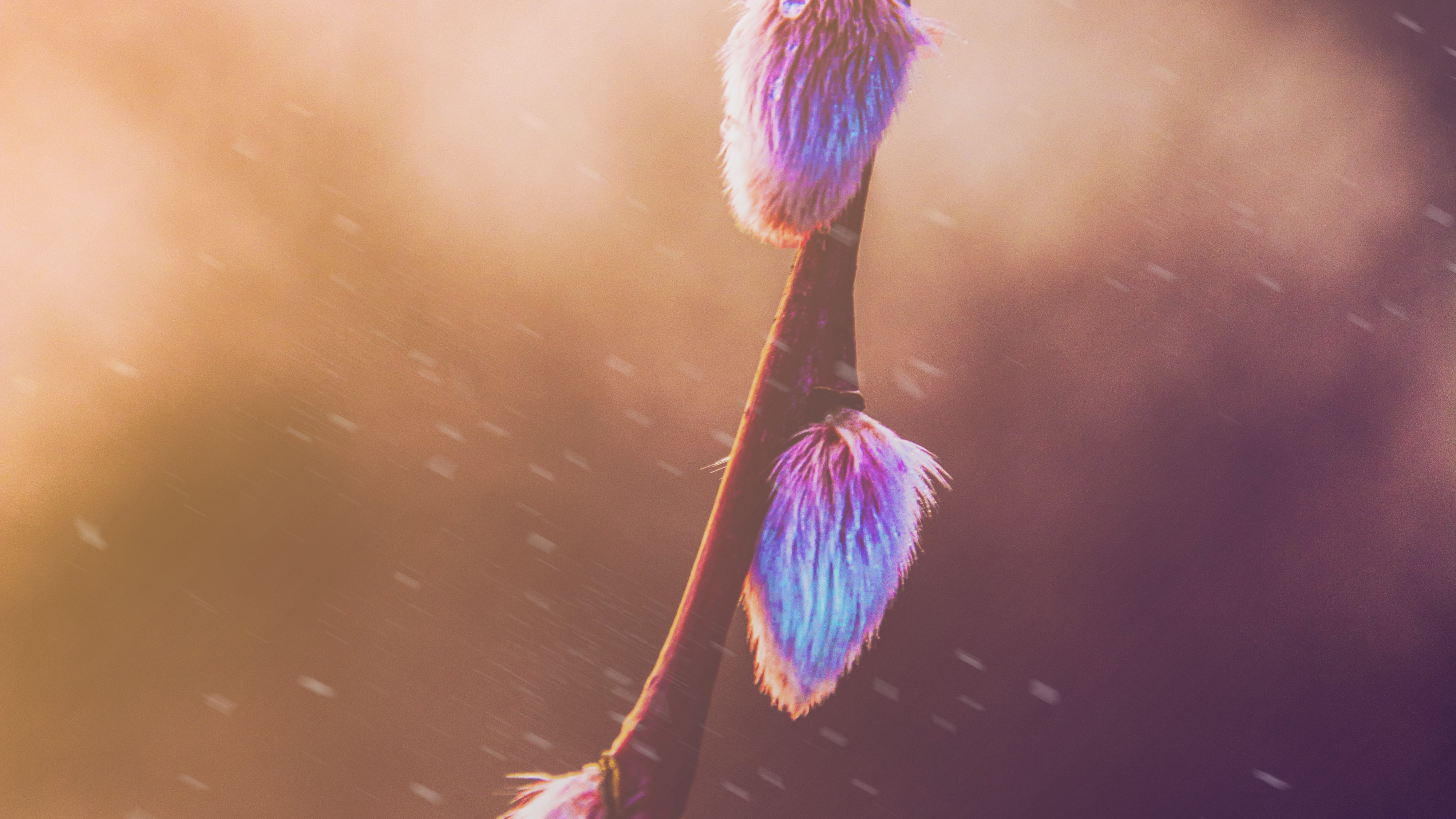 spring, nature, hd, photography, 4k, HD Wallpaper