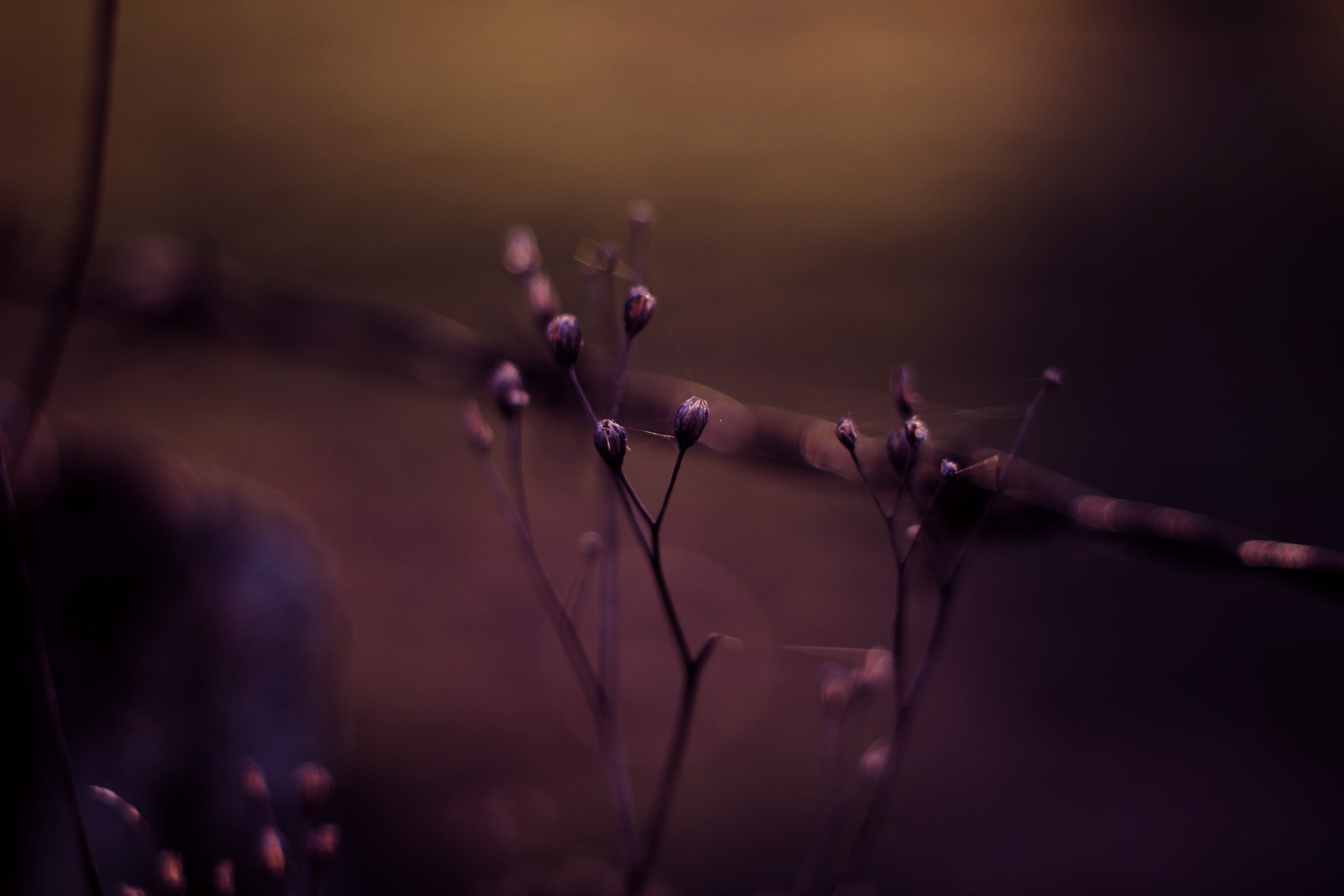 plants, bokeh effect, macro, nature, hd, 4k, 5k, HD Wallpaper