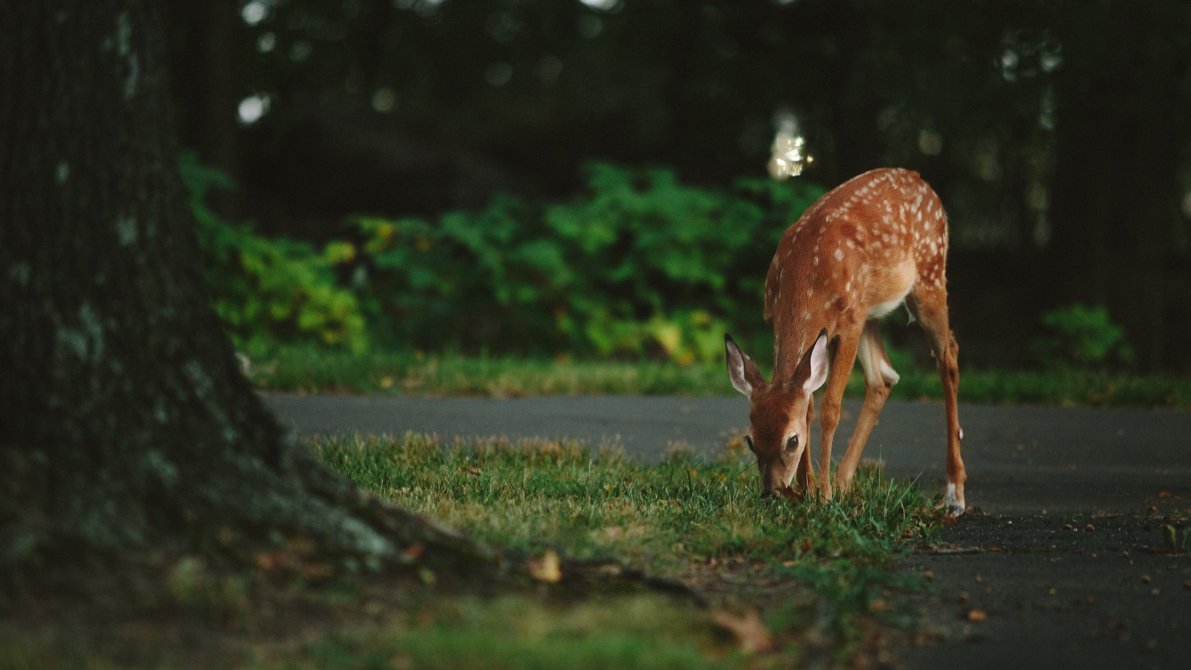 deer, animals, hd, 4k, photography, HD Wallpaper