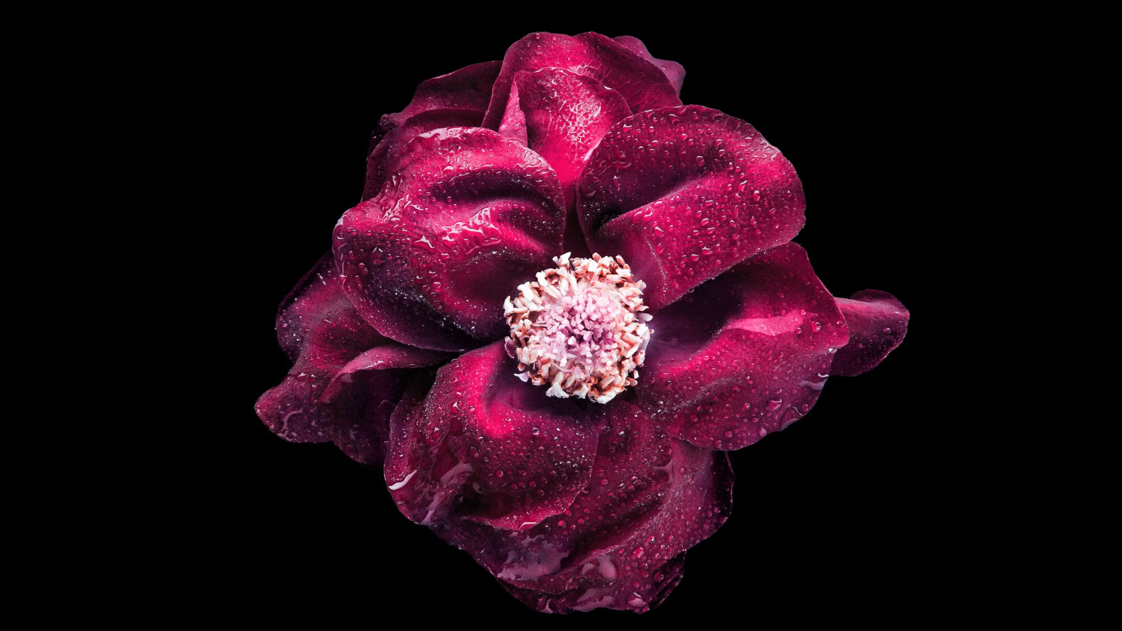 flowers, purple, hd, 4k, oled, dark, HD Wallpaper