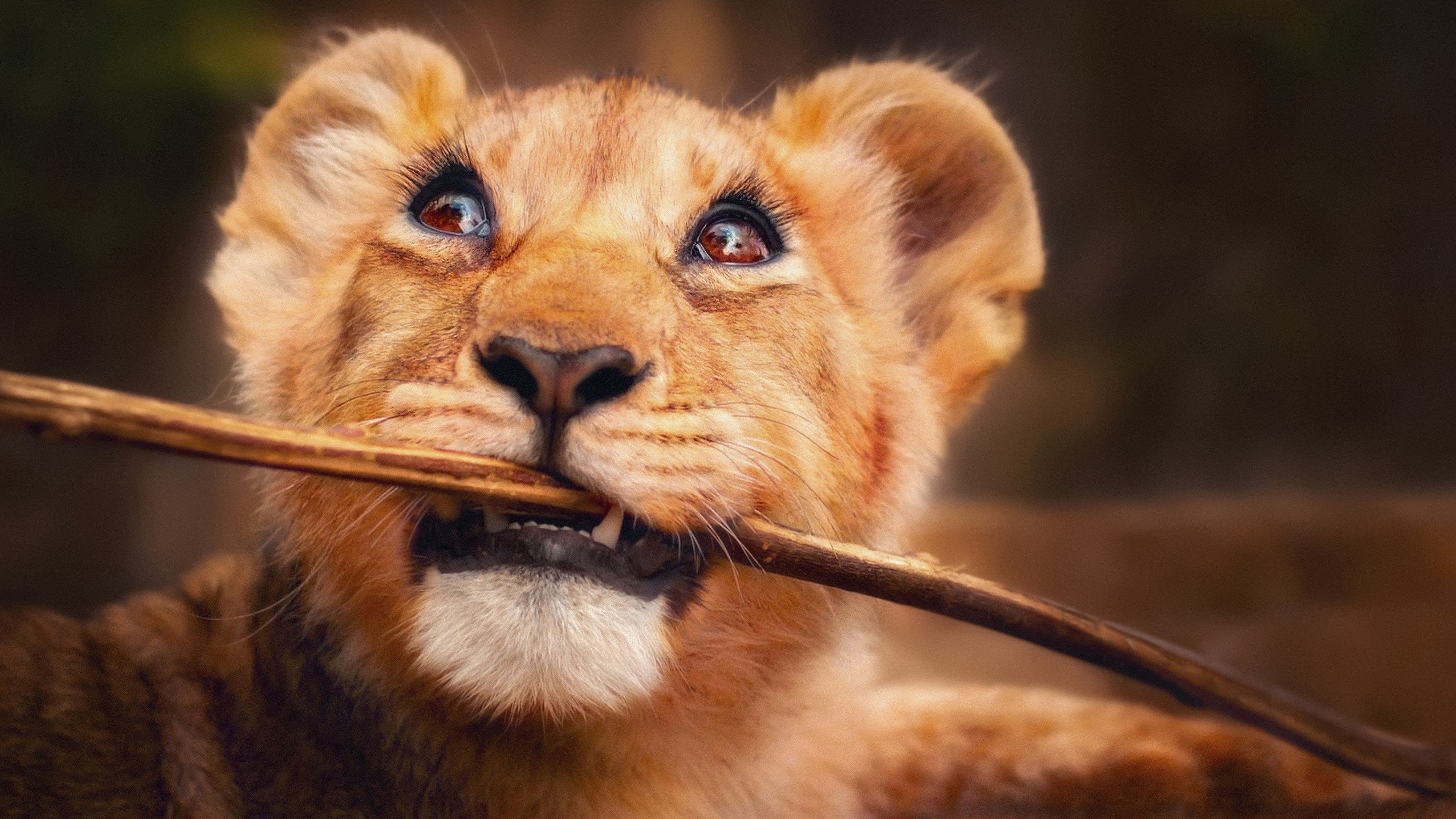 lion, animals, hd, 4k, HD Wallpaper