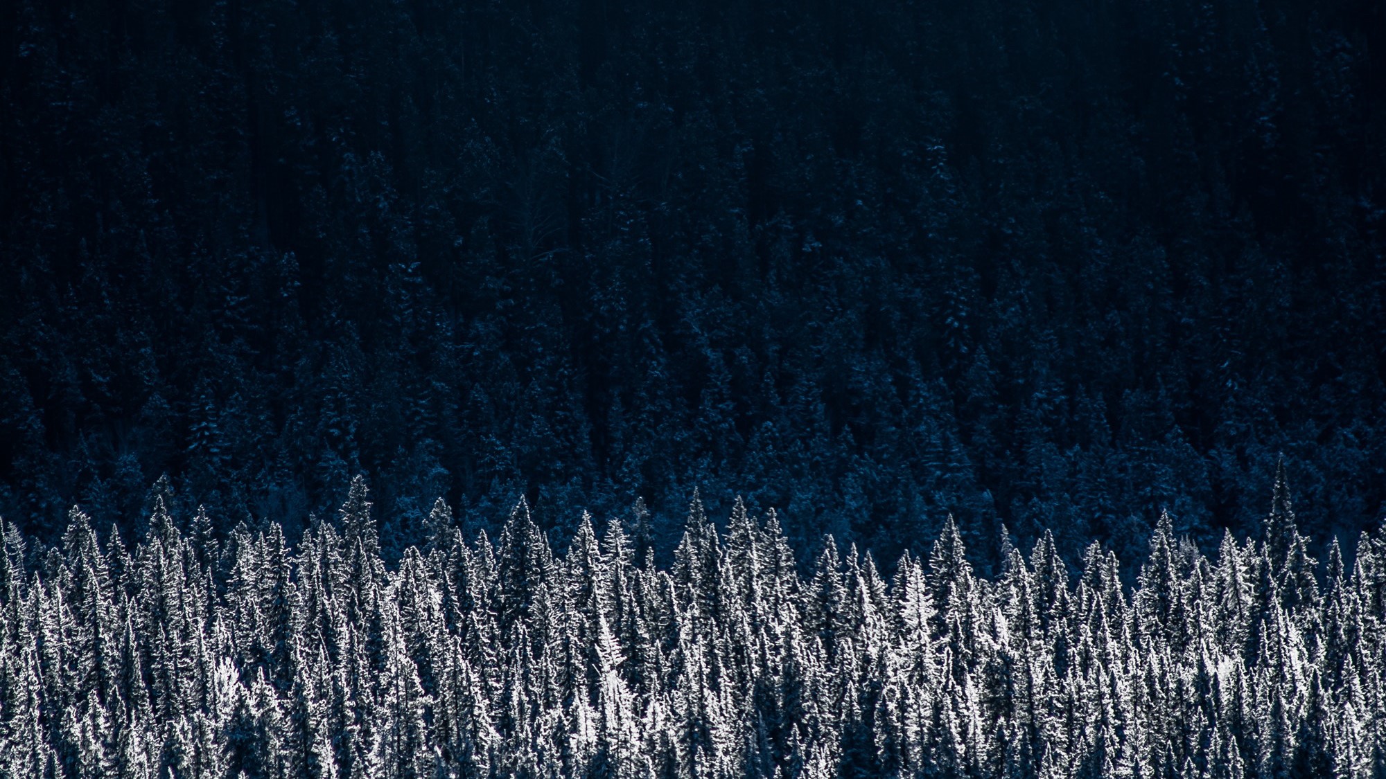 pine, trees, nature, hd, photography, dark, HD Wallpaper