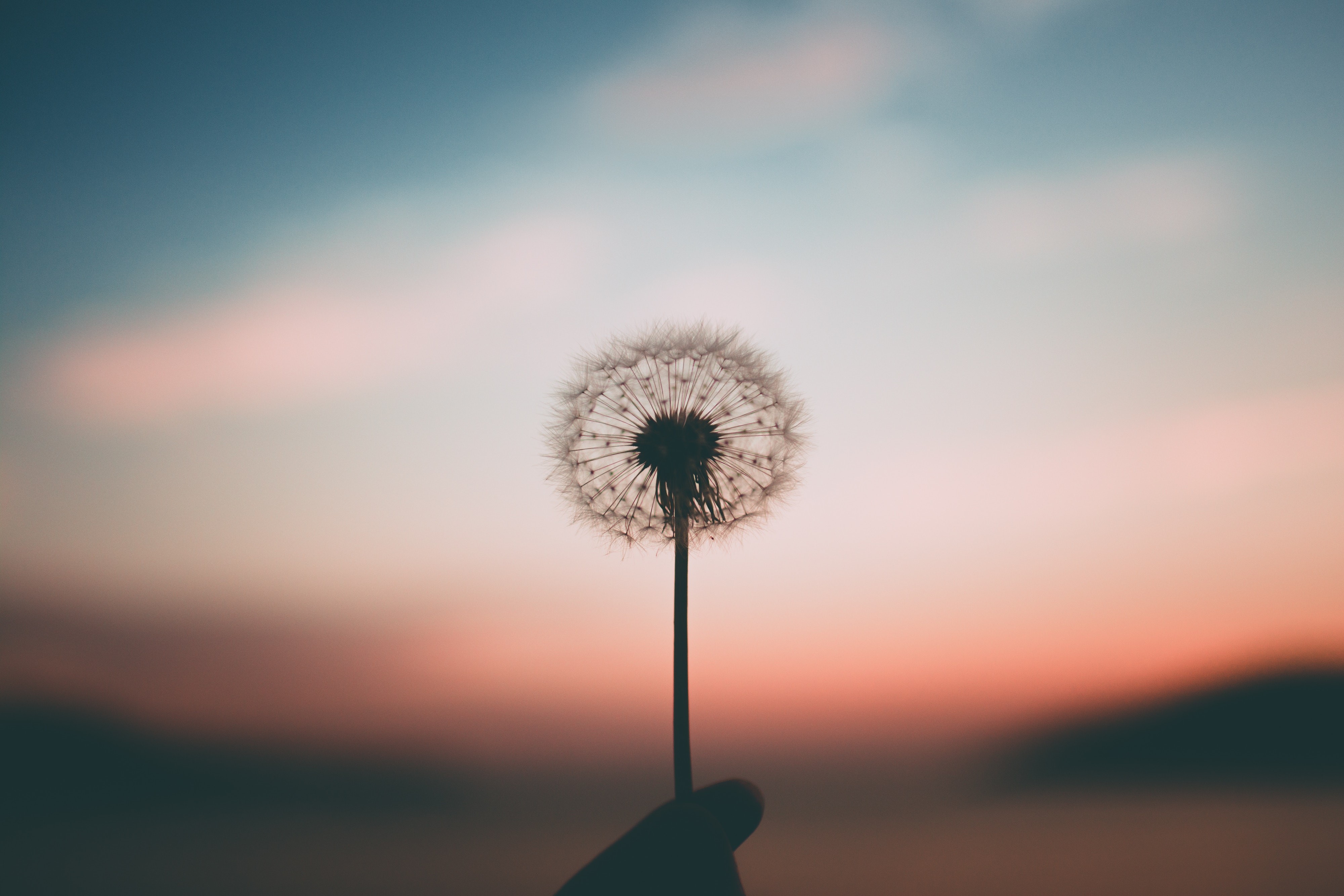 dandelion, plant, flowers, nature, hd, 4k, HD Wallpaper