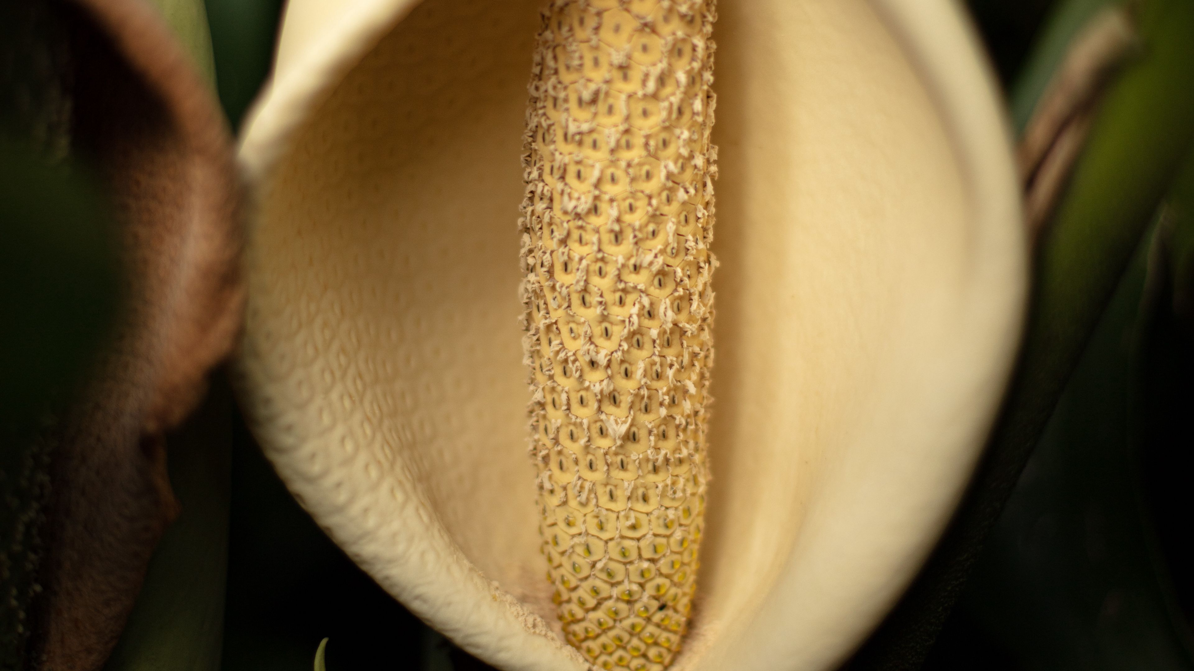 lily, flower, white, macro, closeup, 4k, HD Wallpaper