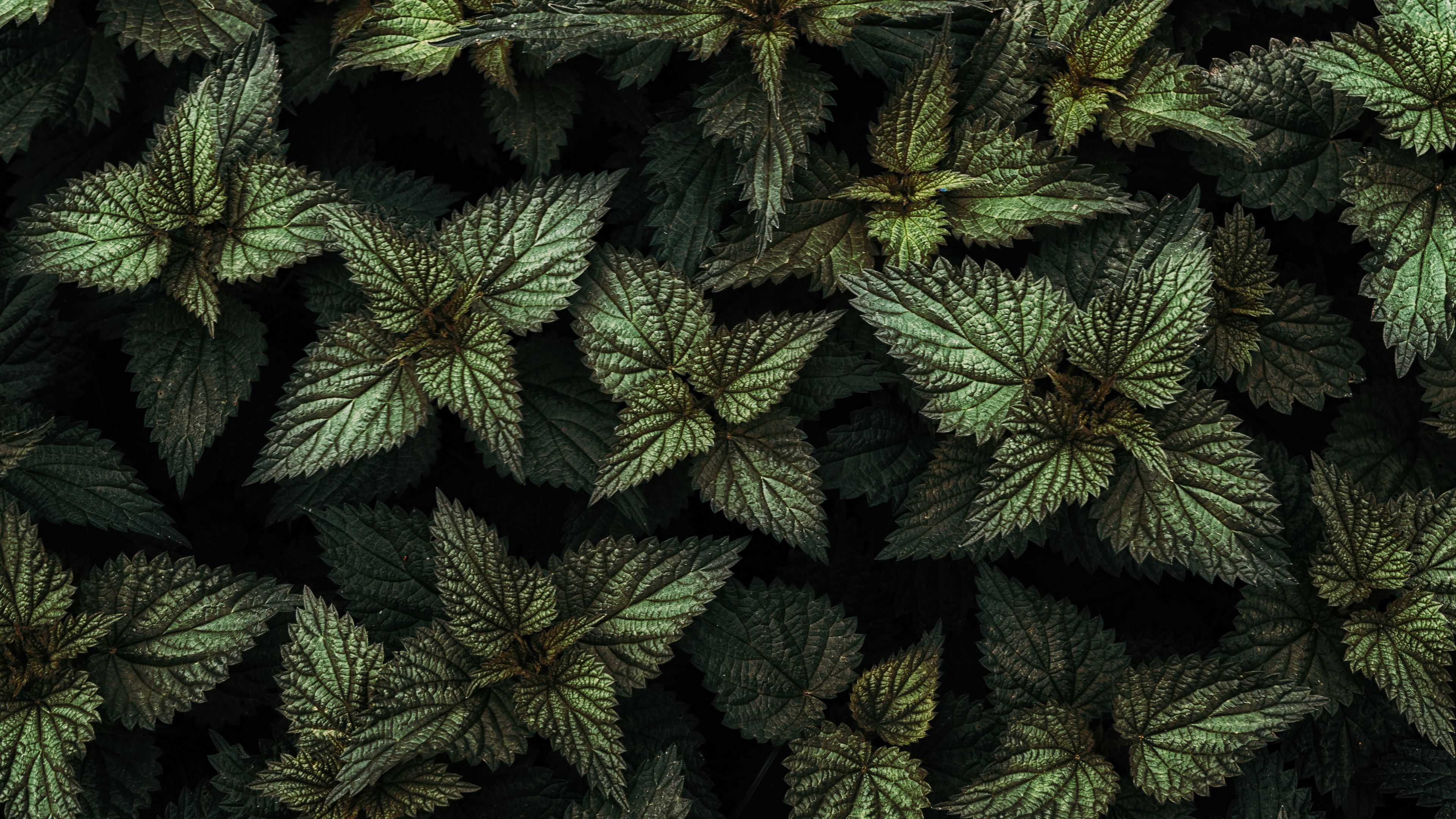 nettle, leaves, green, plants, 4k, HD Wallpaper