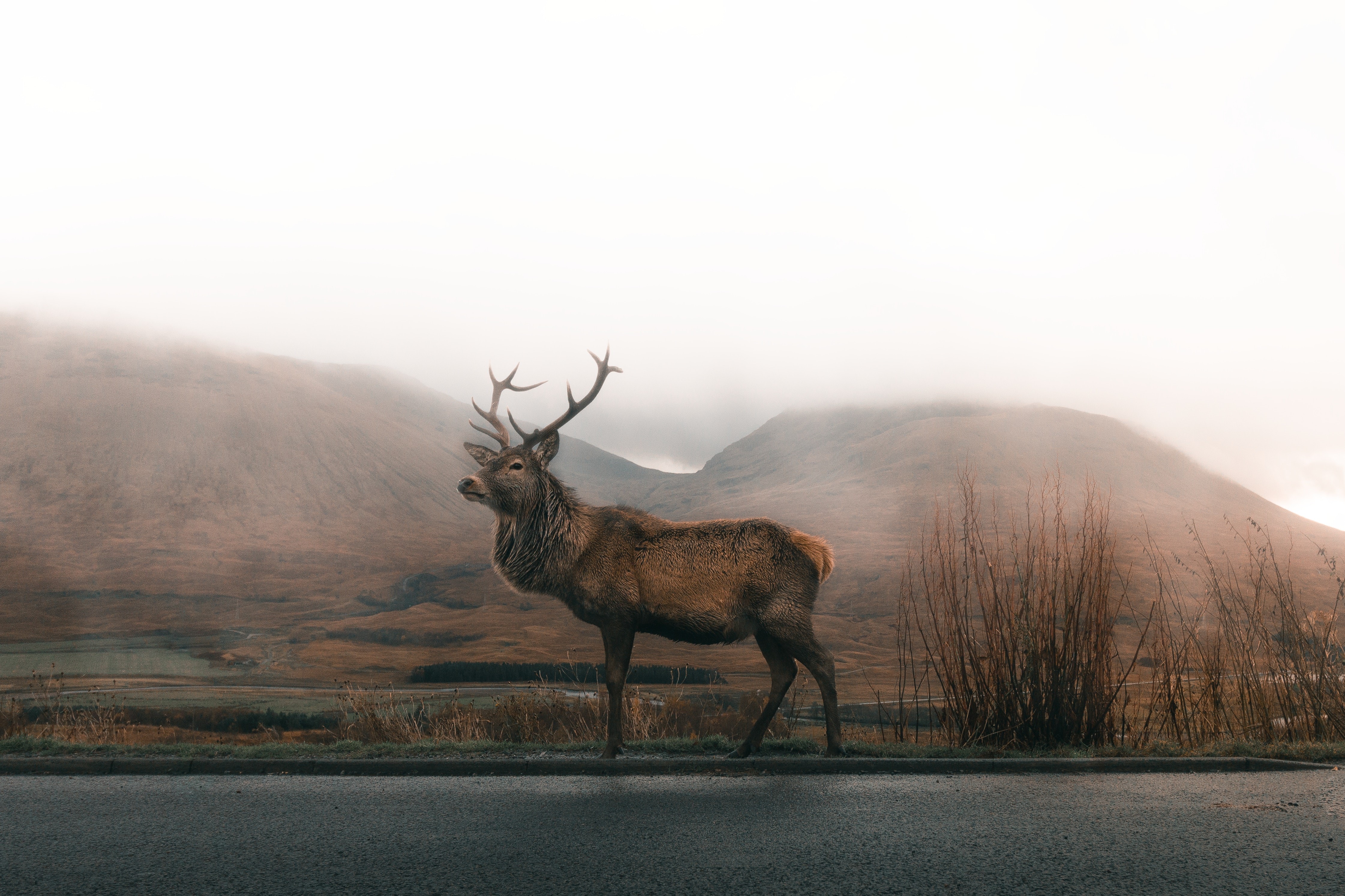 reindeer, animals, hd, 4k, photography, HD Wallpaper