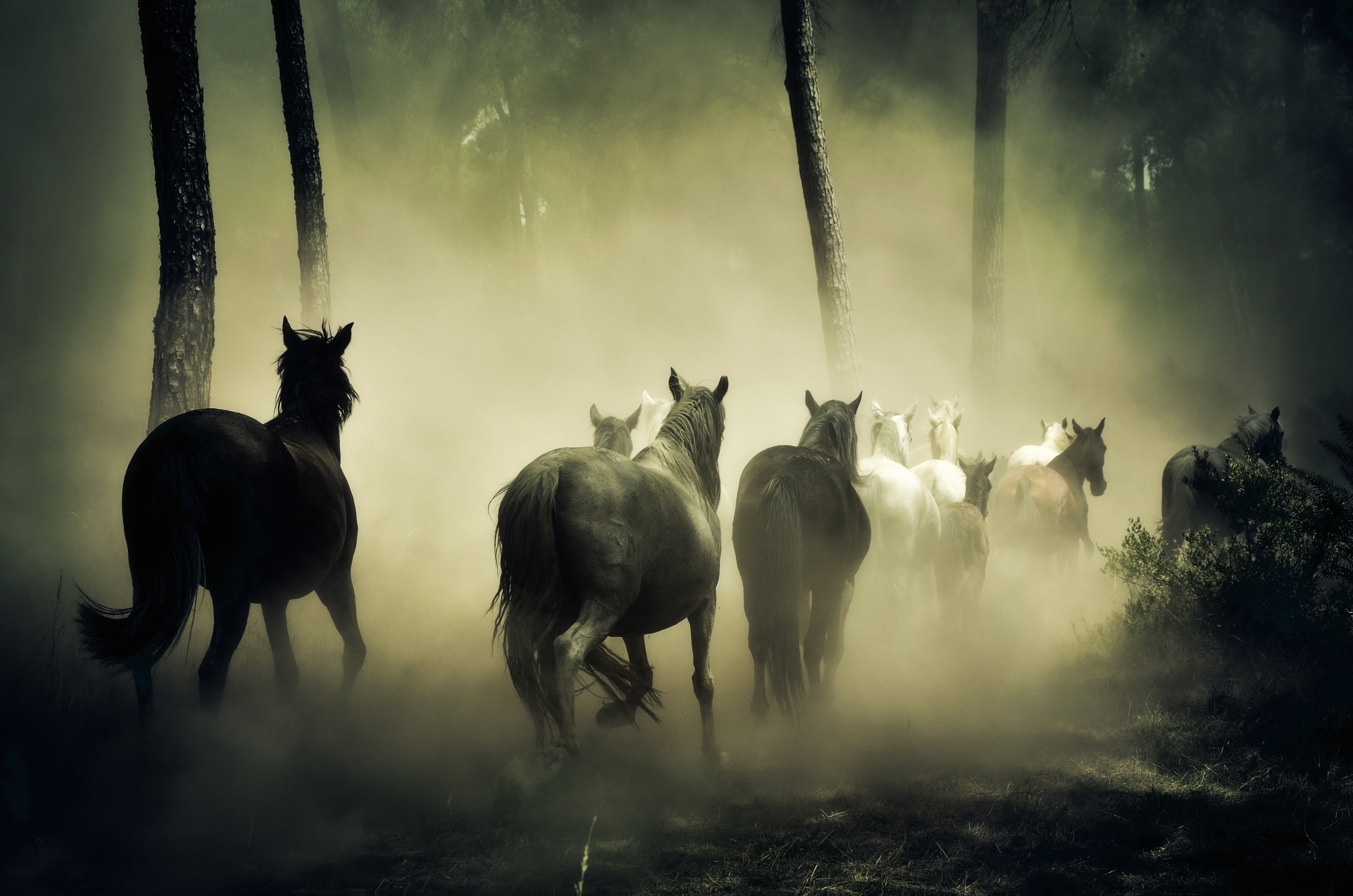 horse, animals, hd, 4k, 5k, HD Wallpaper