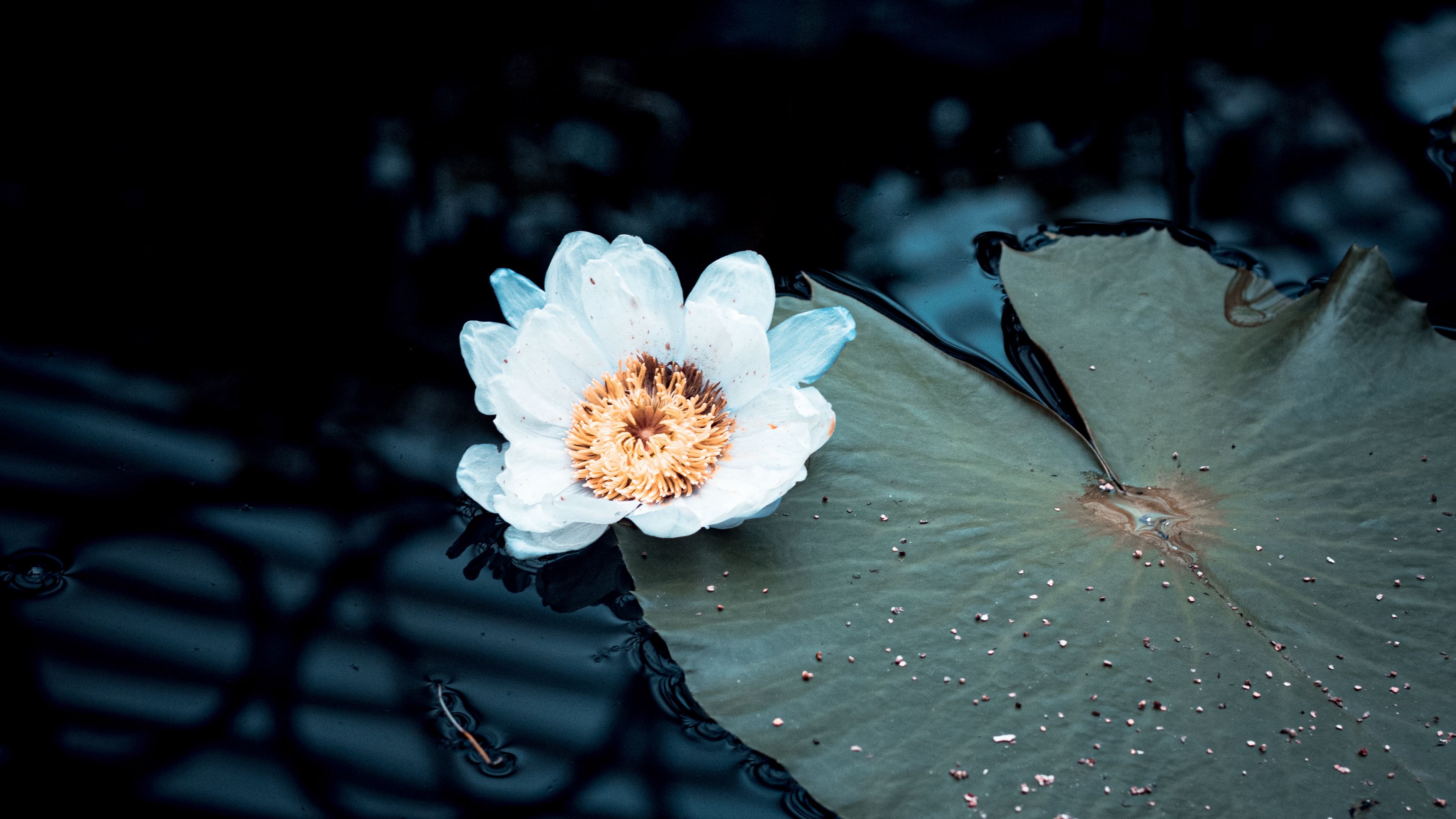 water lily, flower, white, plant, water, 4k, HD Wallpaper