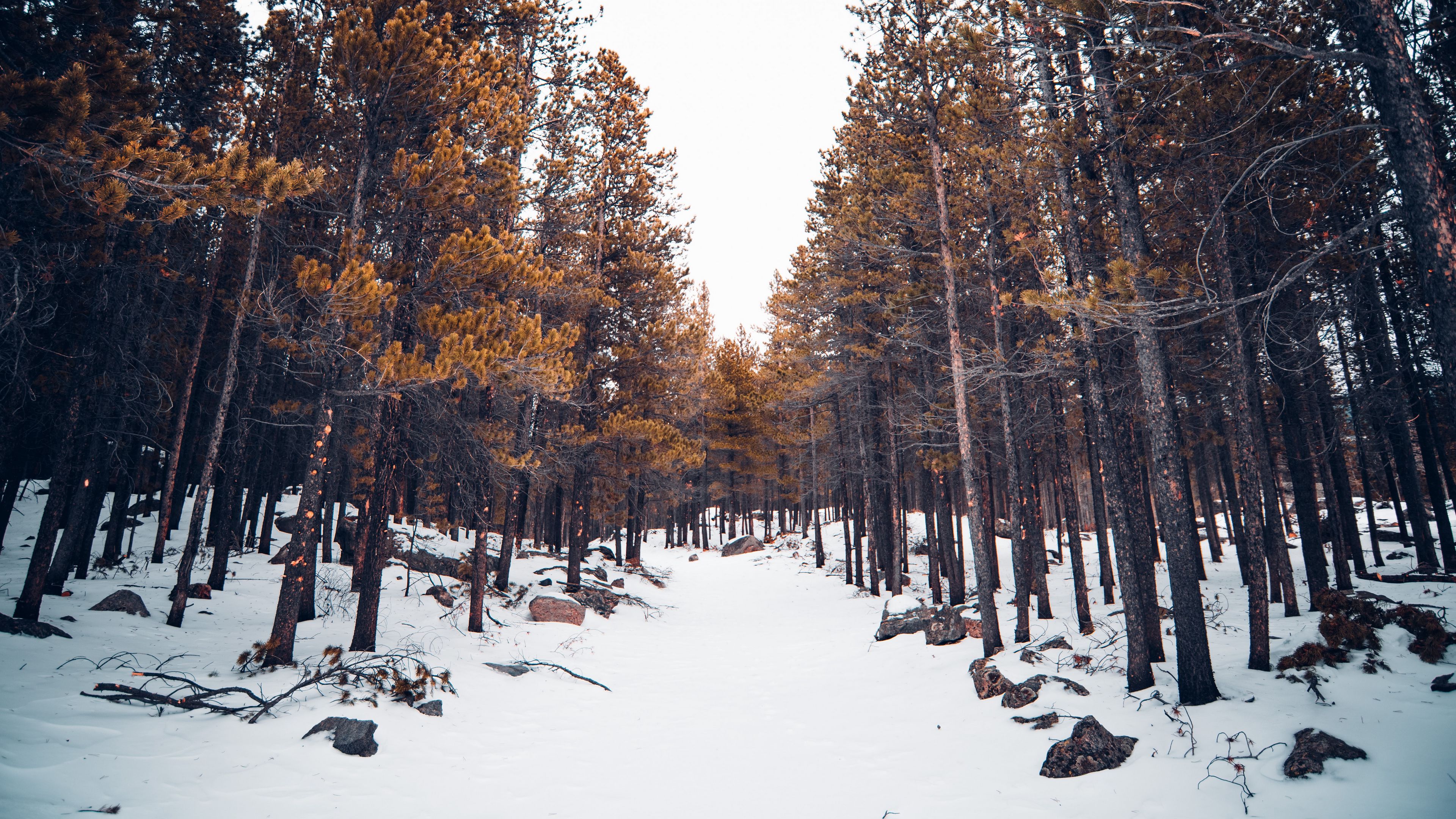 forest, snow, trees, winter, nature, 4k, HD Wallpaper