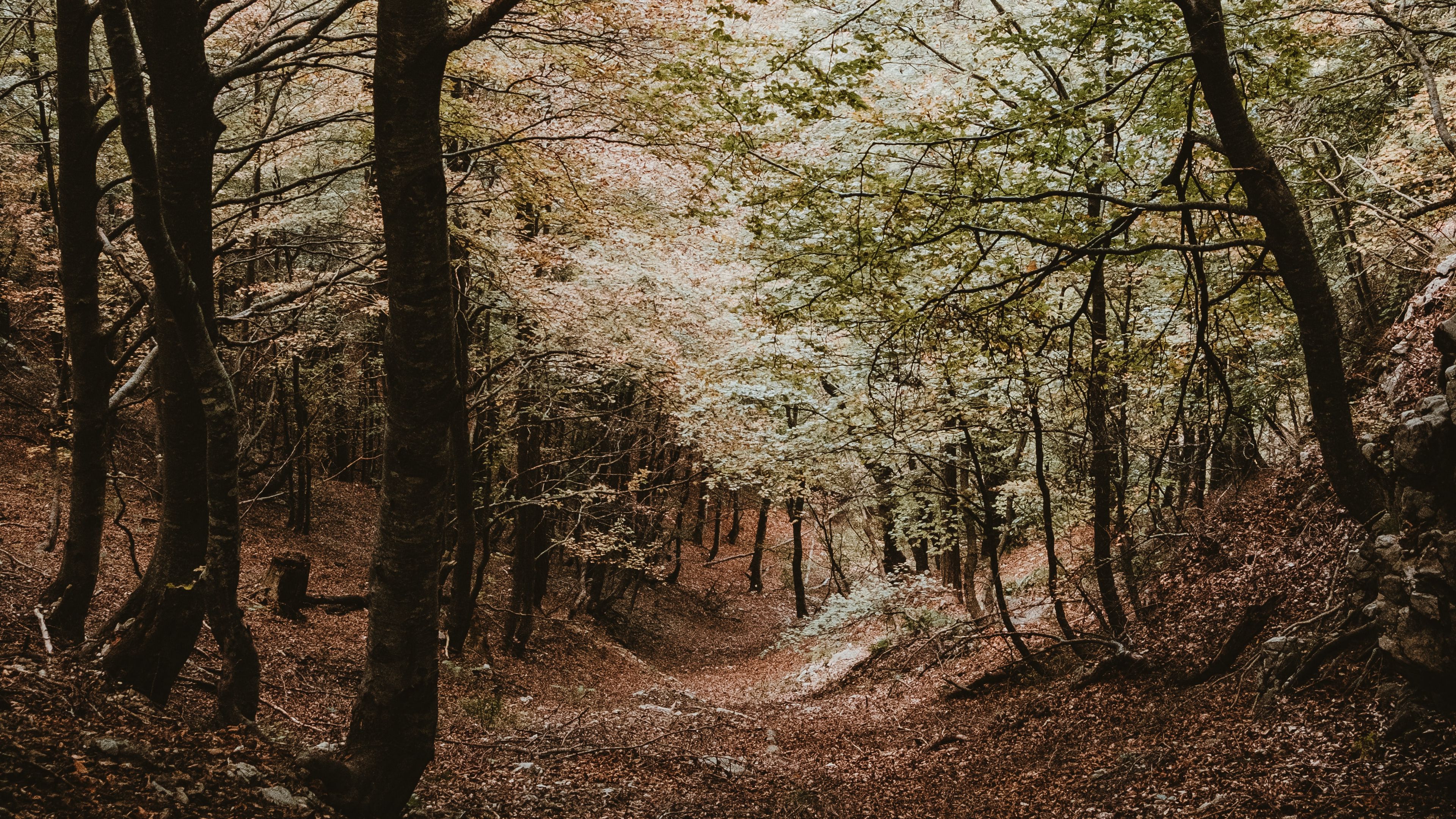 forest, trees, autumn, landscape, nature, 4k, HD Wallpaper