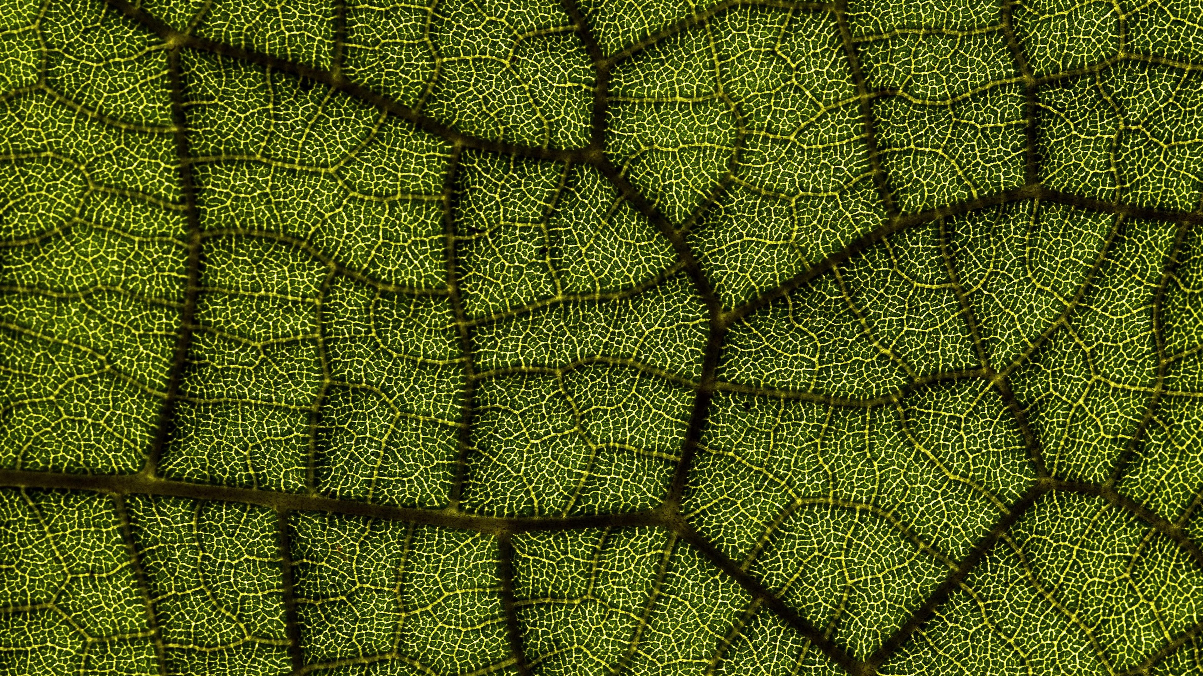 leaf, veins, texture, macro, closeup, 4k, HD Wallpaper