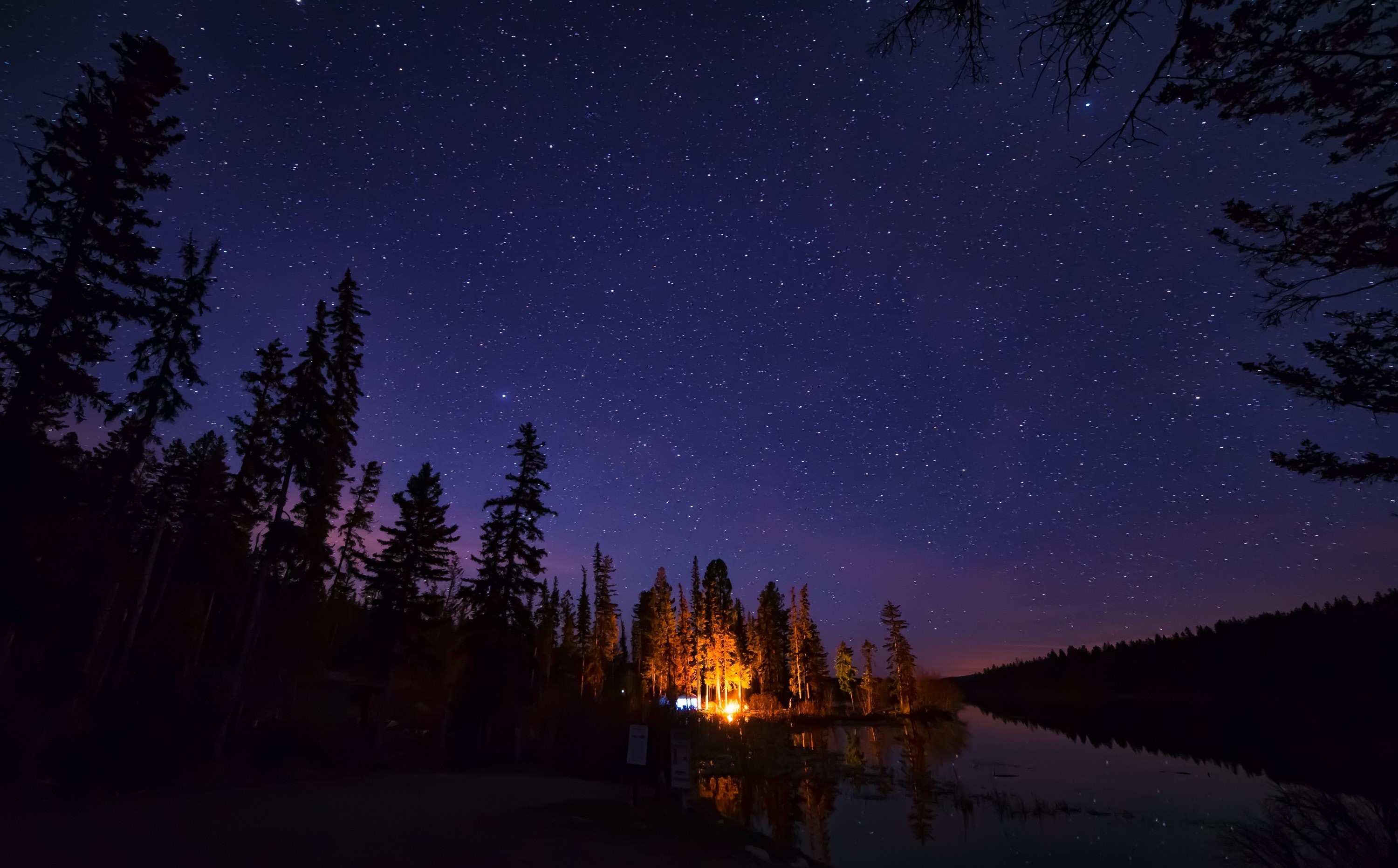 trees, night, nature, hd, HD Wallpaper