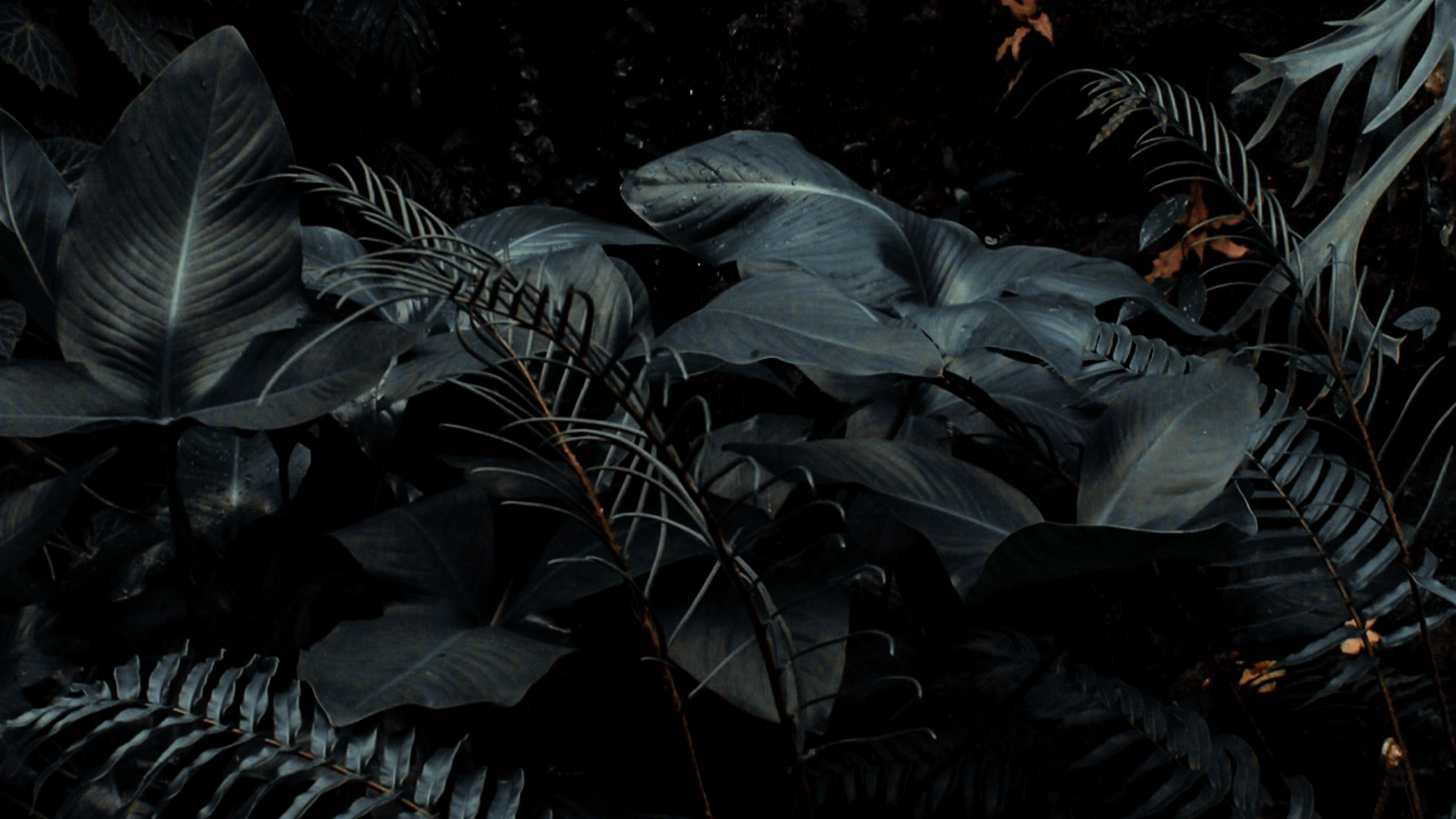 plants, tropical, fern, bushes, dark, 4k, HD Wallpaper
