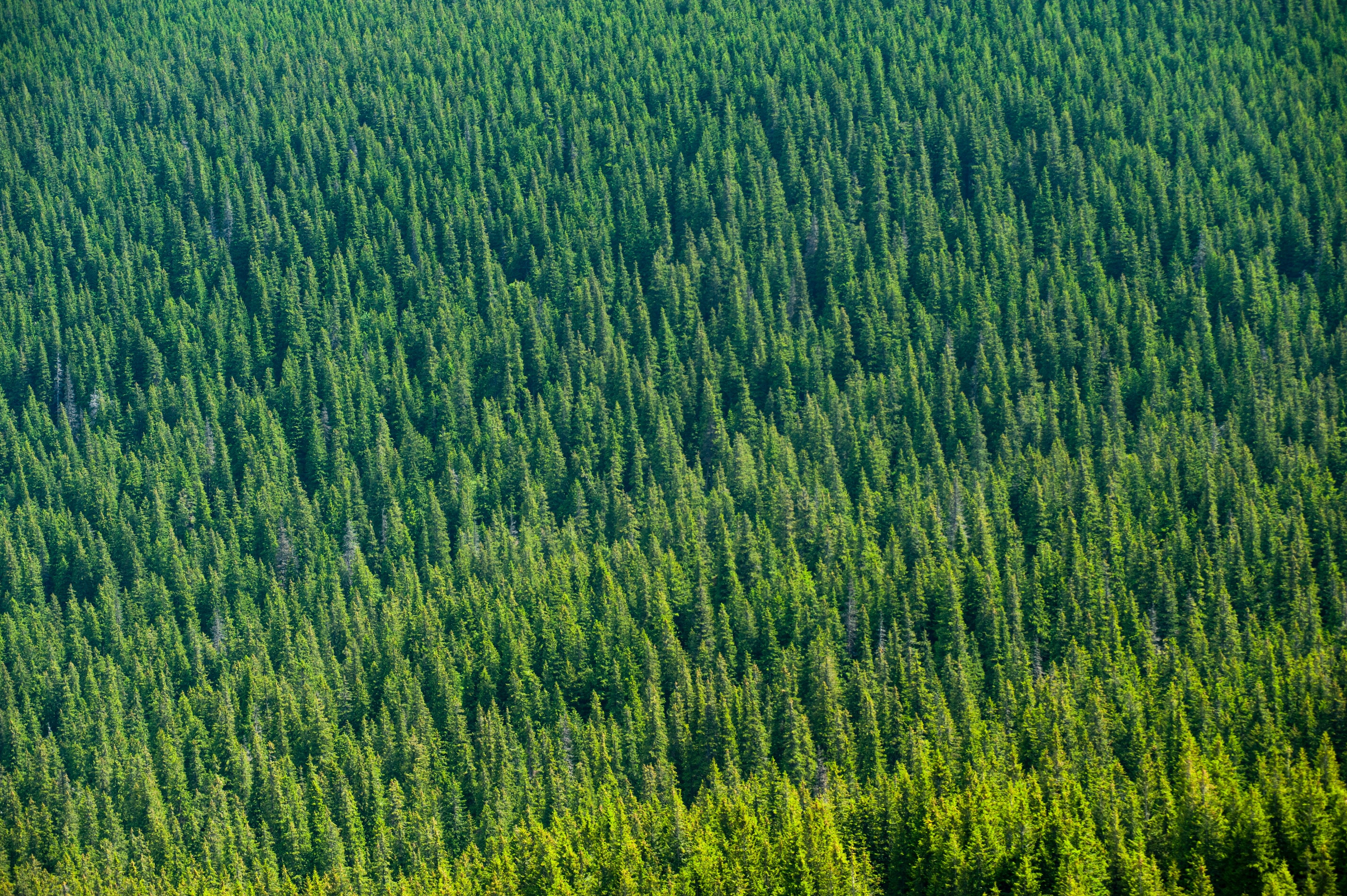 aerial, tress, forest, photography, hd, 4k, HD Wallpaper
