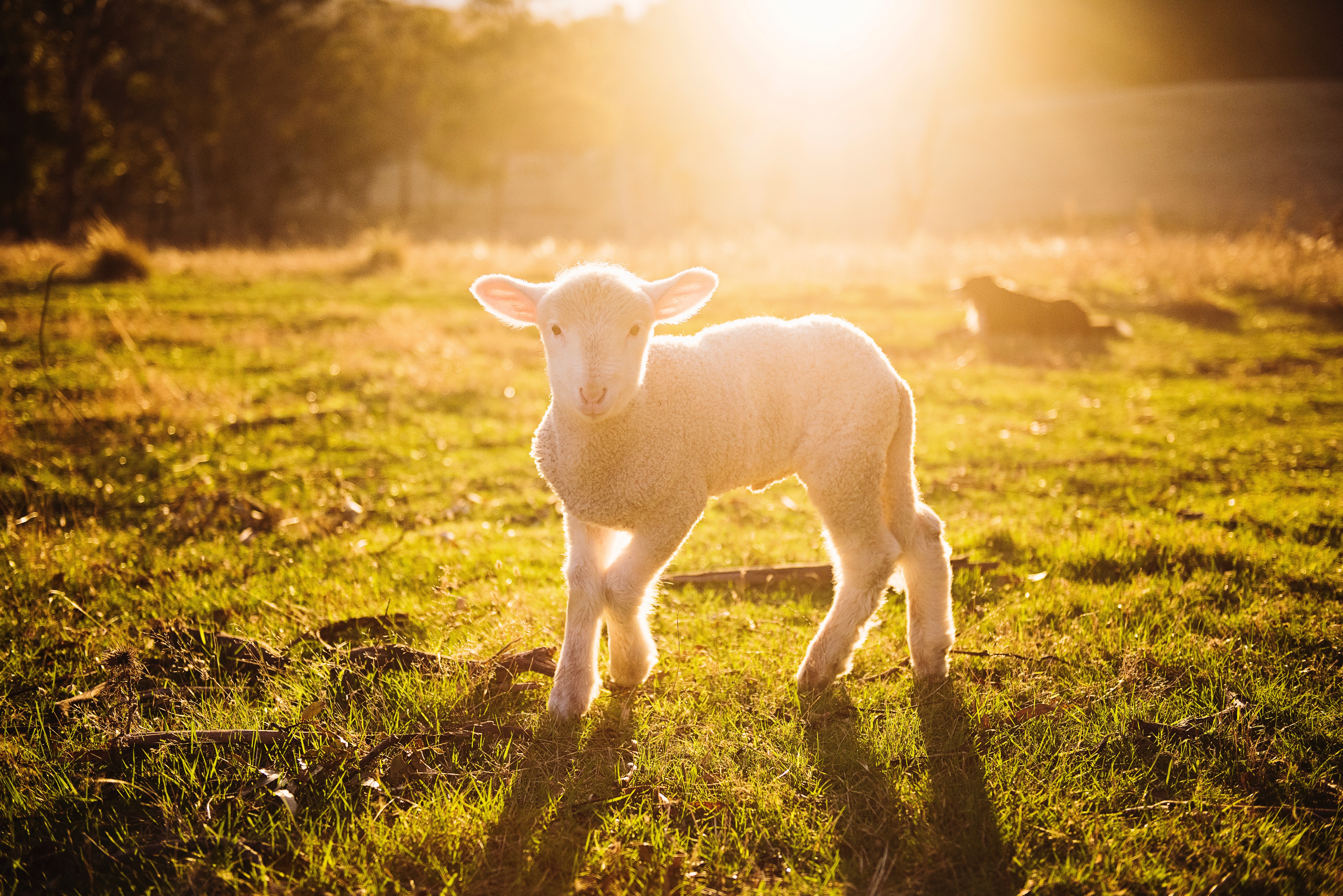 sheep, animals, photography, hd, 4k, 5k, 8k, HD Wallpaper