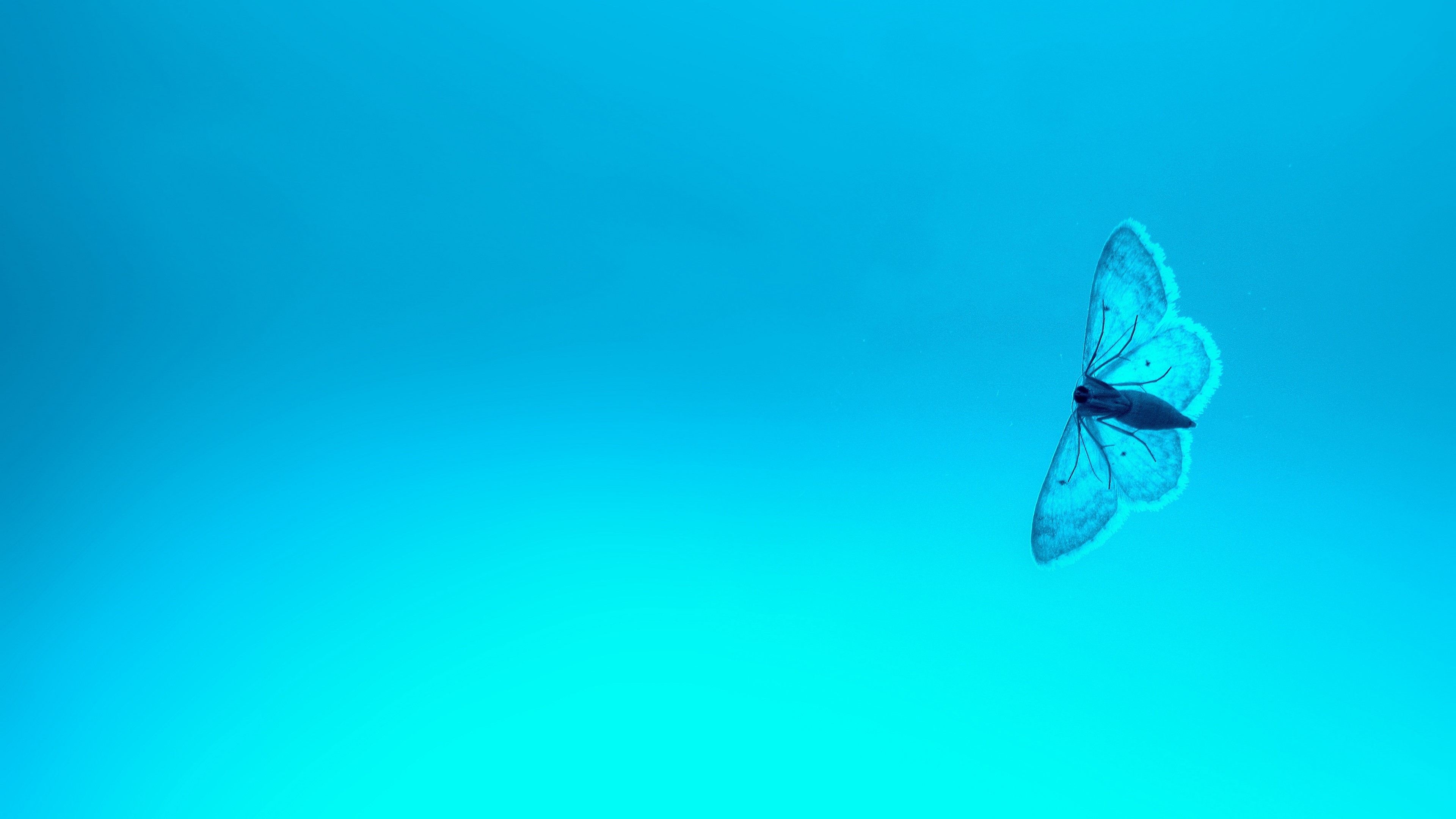 butterfly, animals, hd, 4k, HD Wallpaper