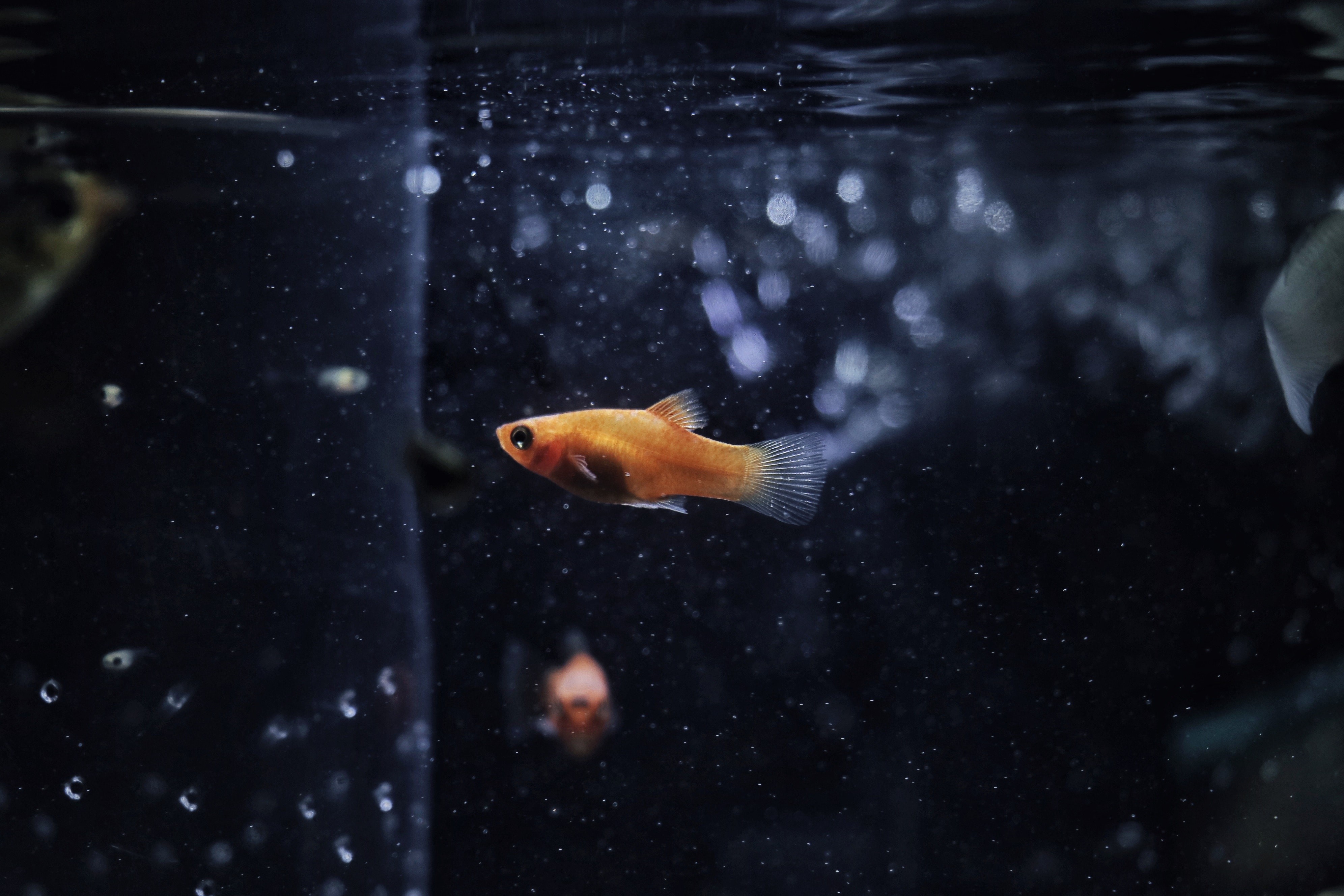 goldfish, fish, animals, hd, 4k, HD Wallpaper