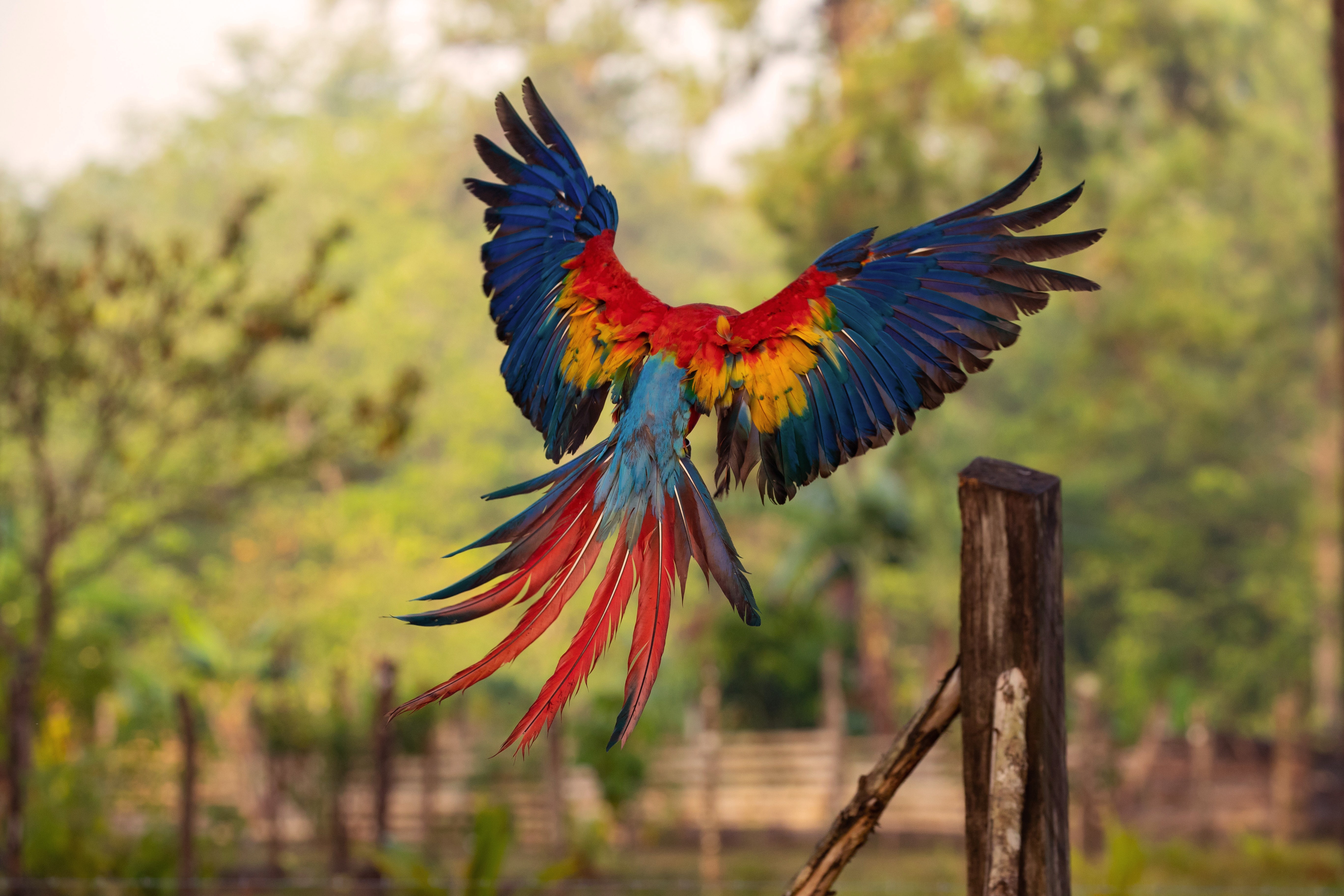 macaw, parrot, birds, hd, 4k, 5k, HD Wallpaper