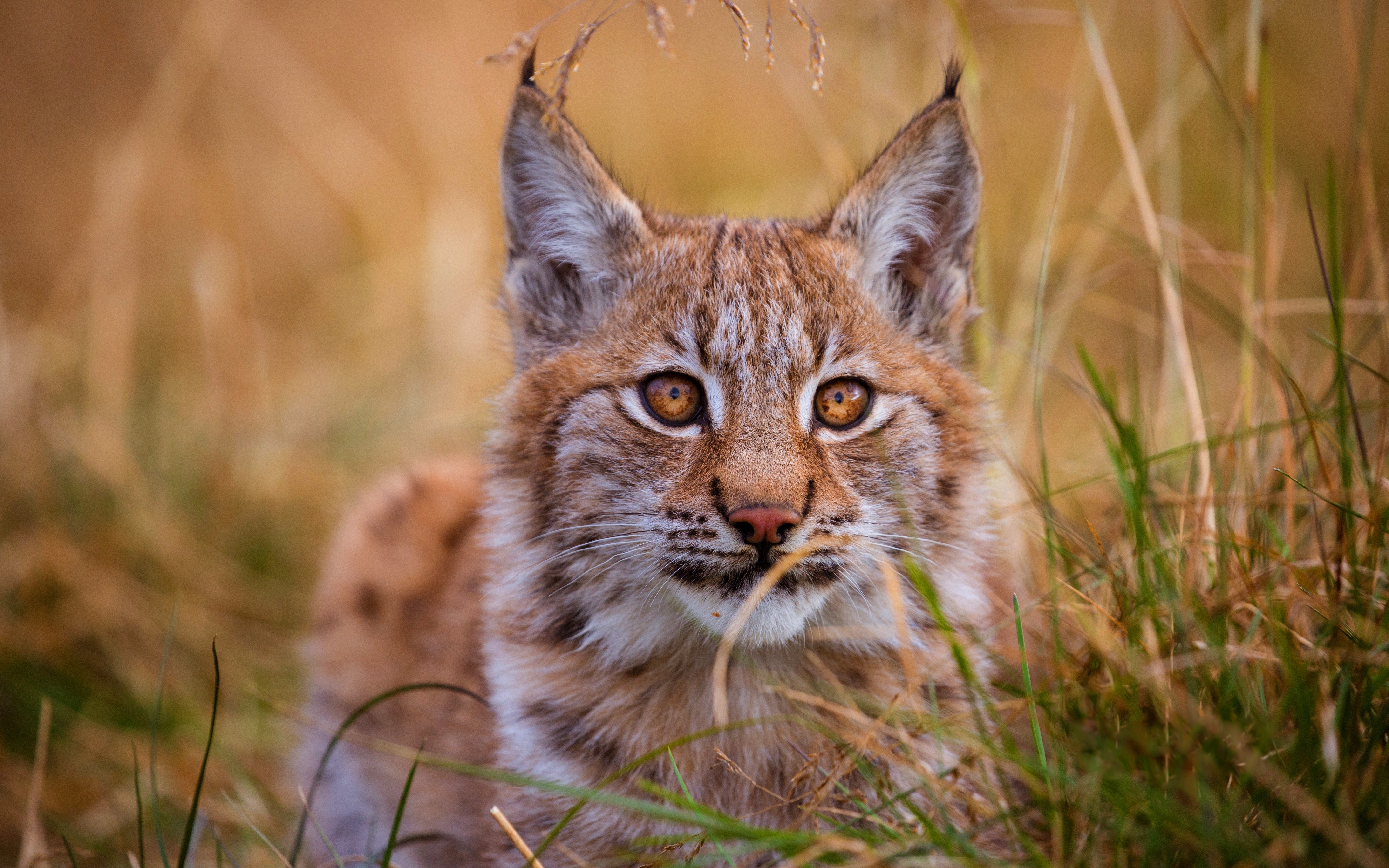 lynx, animals, hd, 4k, 5k, HD Wallpaper