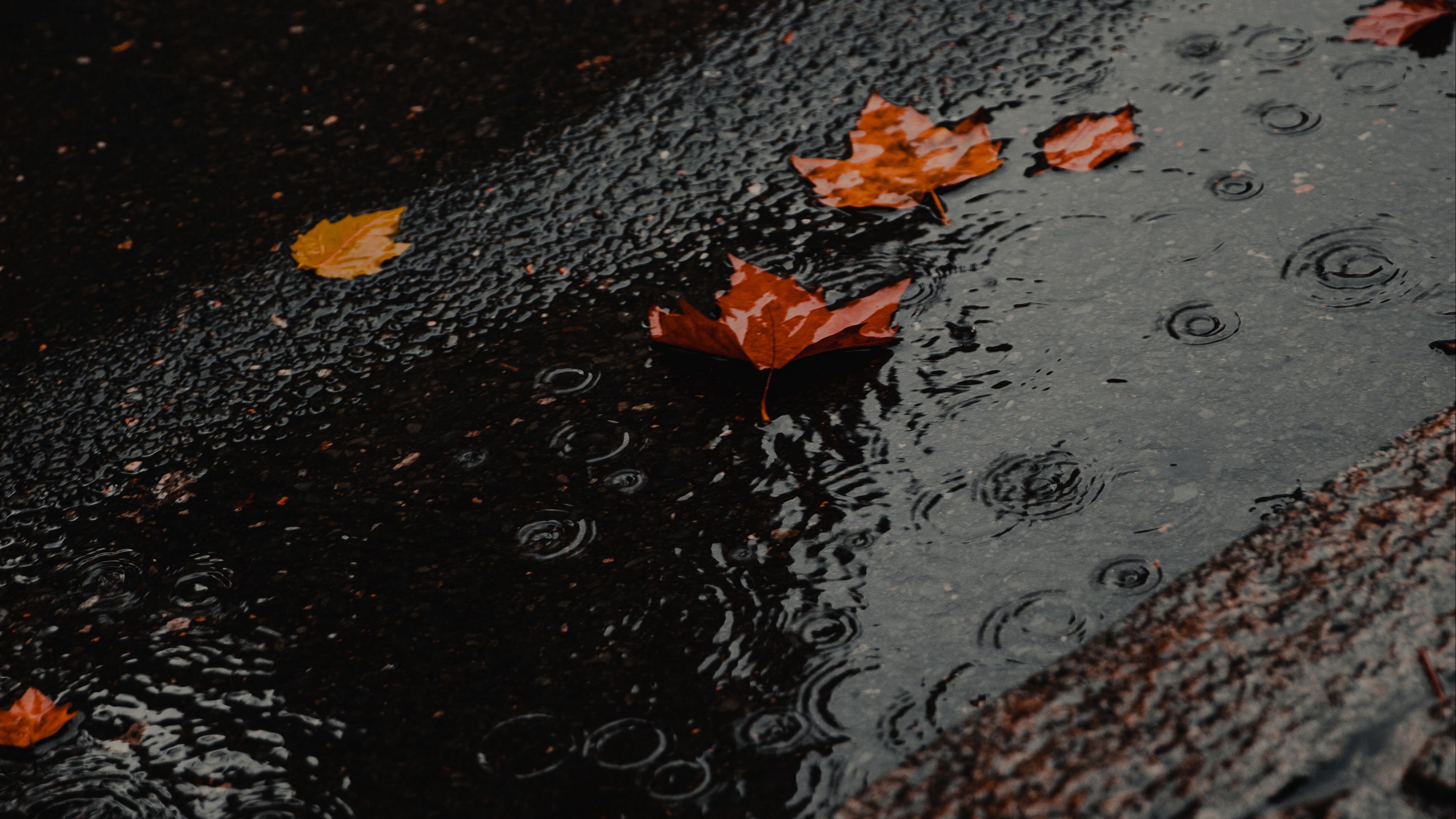 puddle, foliage, rain, wet, asphalt, 4k, HD Wallpaper