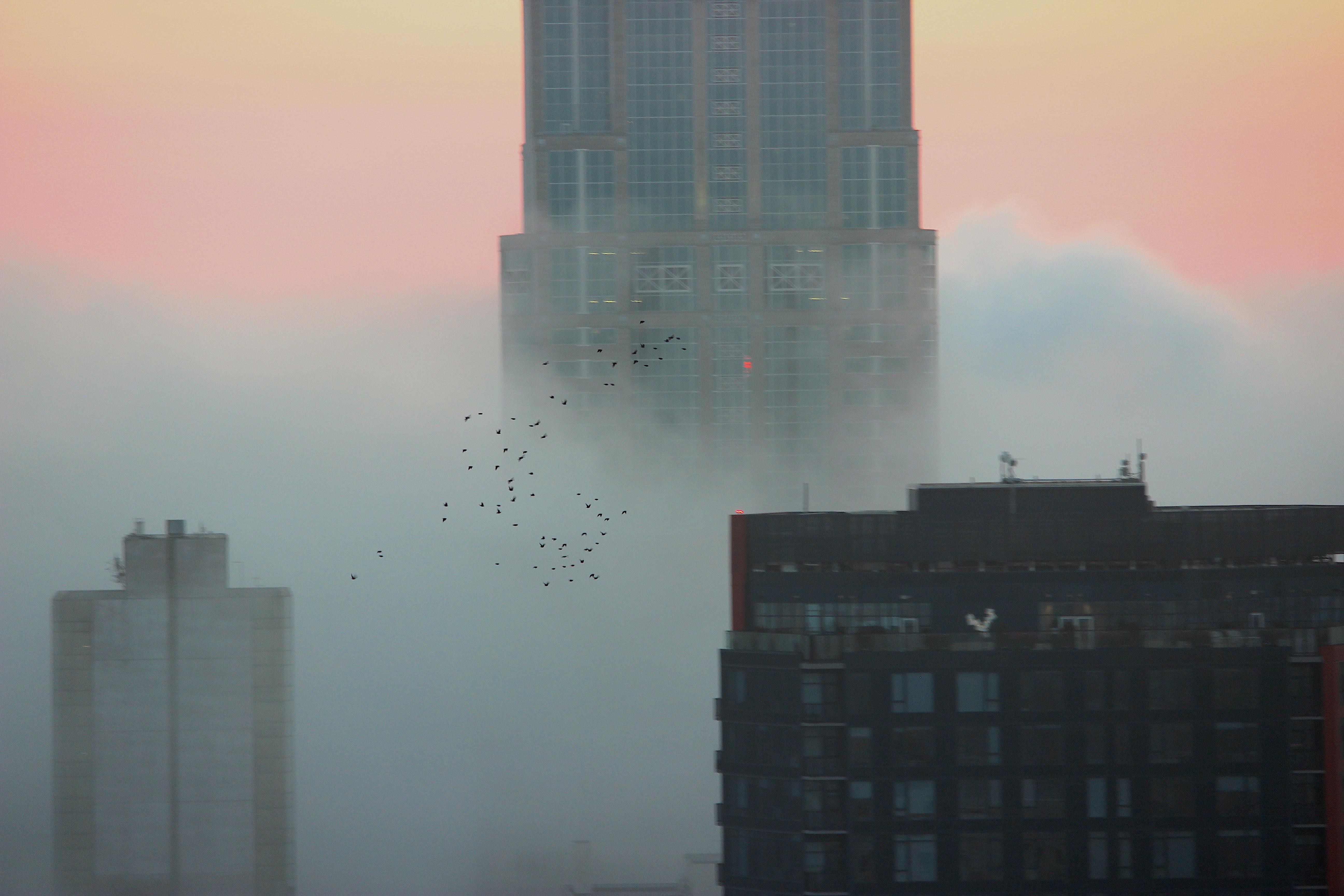 birds, photography, hd, 4k, 5k, buildings, HD Wallpaper