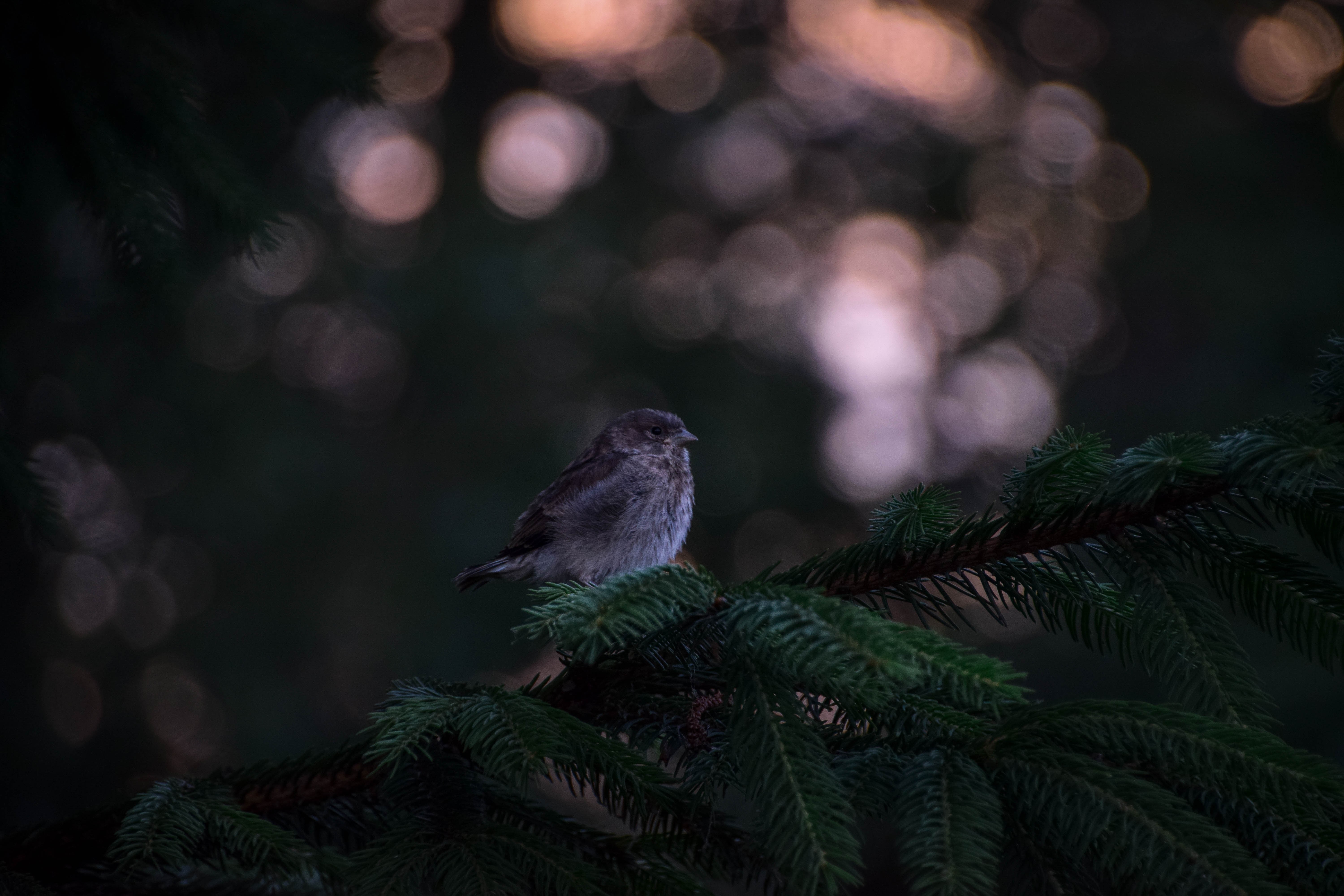 birds, forest, hd, 4k, 5k, HD Wallpaper