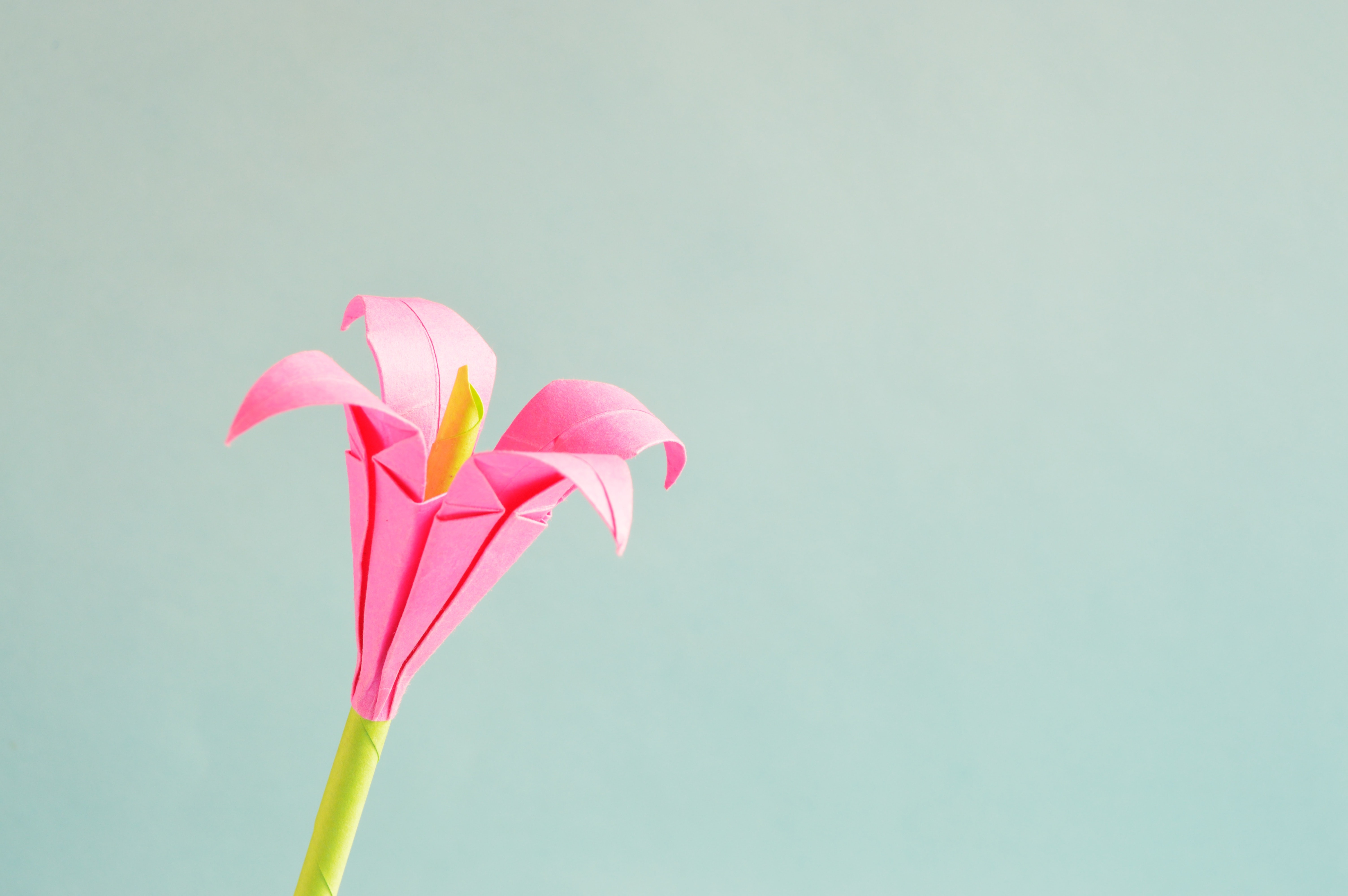 flowers, pink, hd, 4k, 5k, HD Wallpaper