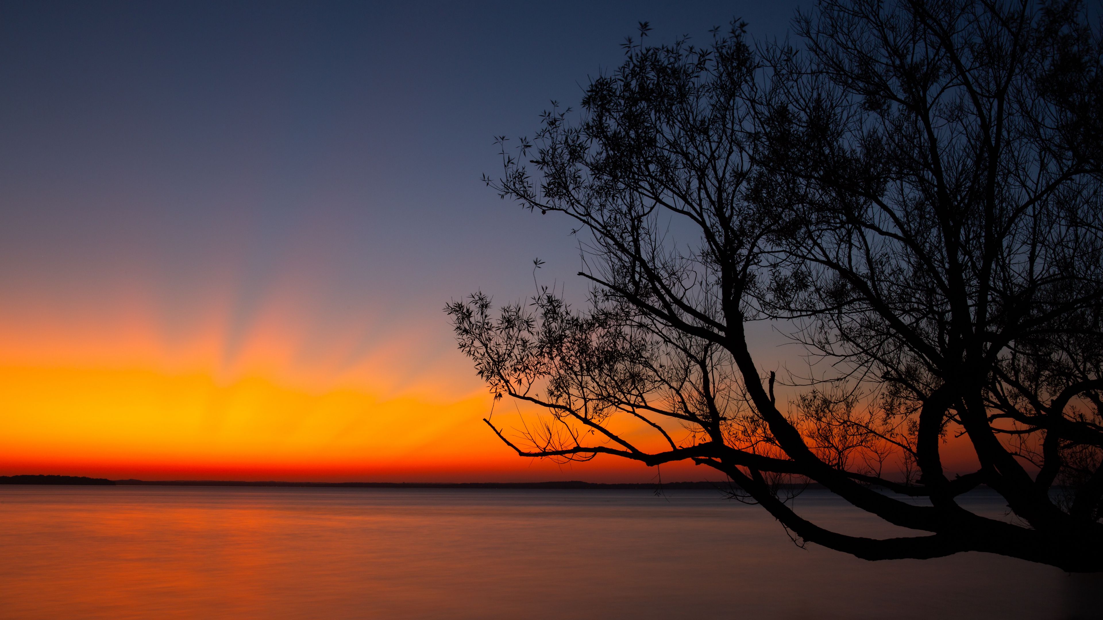 tree, sunset, dark, horizon, dusk, 4k, HD Wallpaper