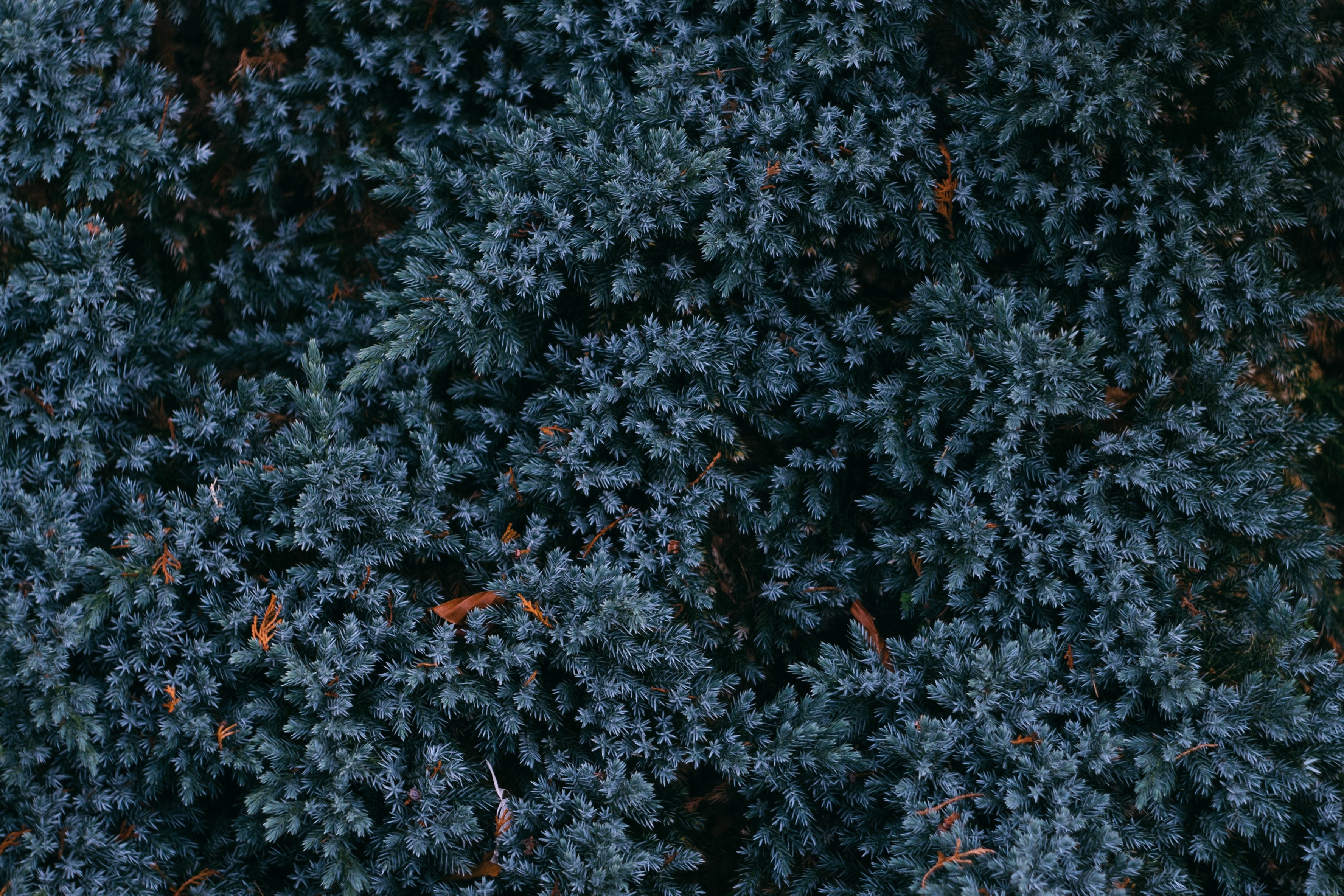 leaves, hd, 4k, autumn, HD Wallpaper