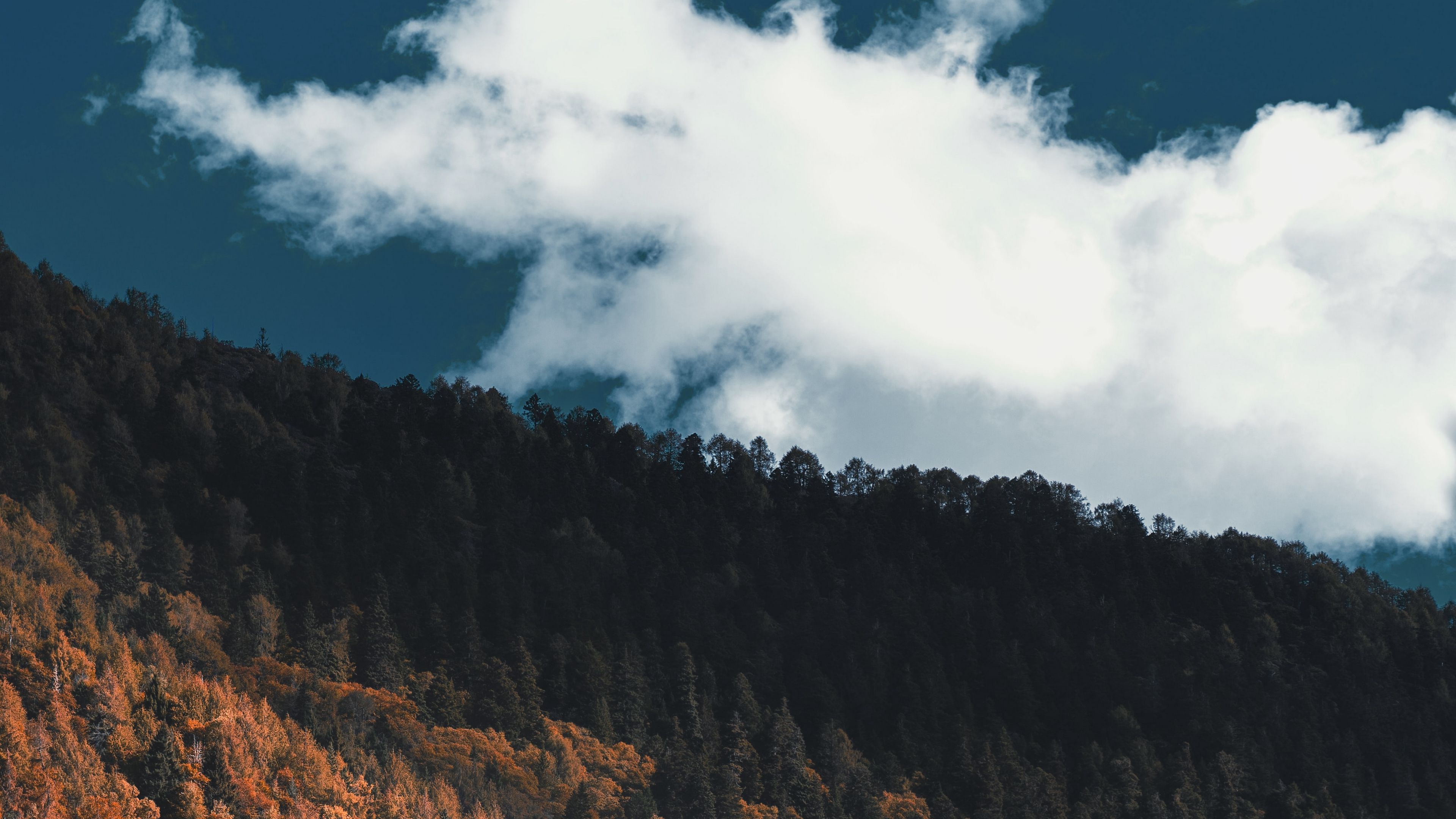 forest, slope, mountain, trees, clouds, 4k, HD Wallpaper