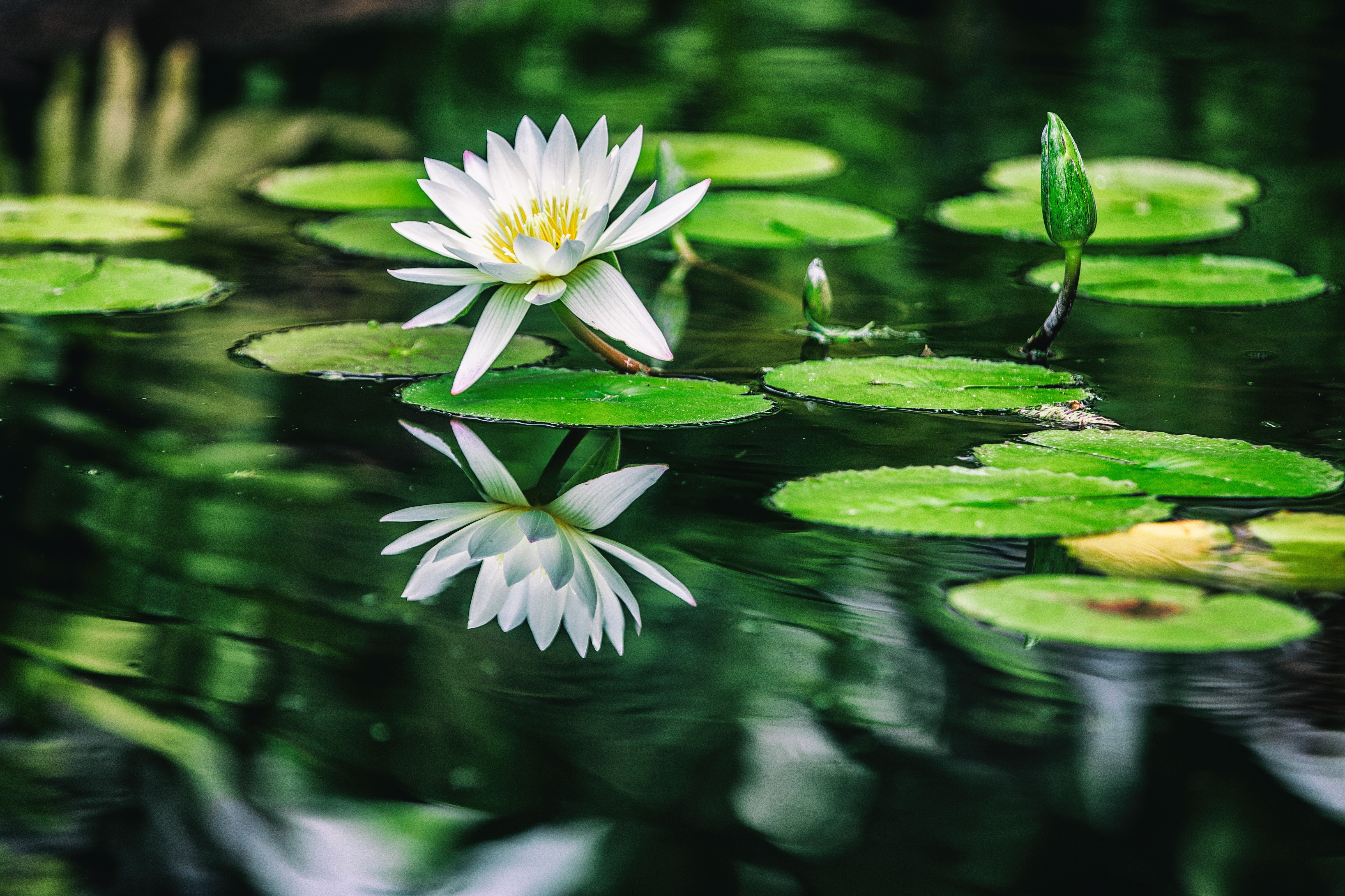 water lilies, flowers, hd, 4k, 5k, HD Wallpaper