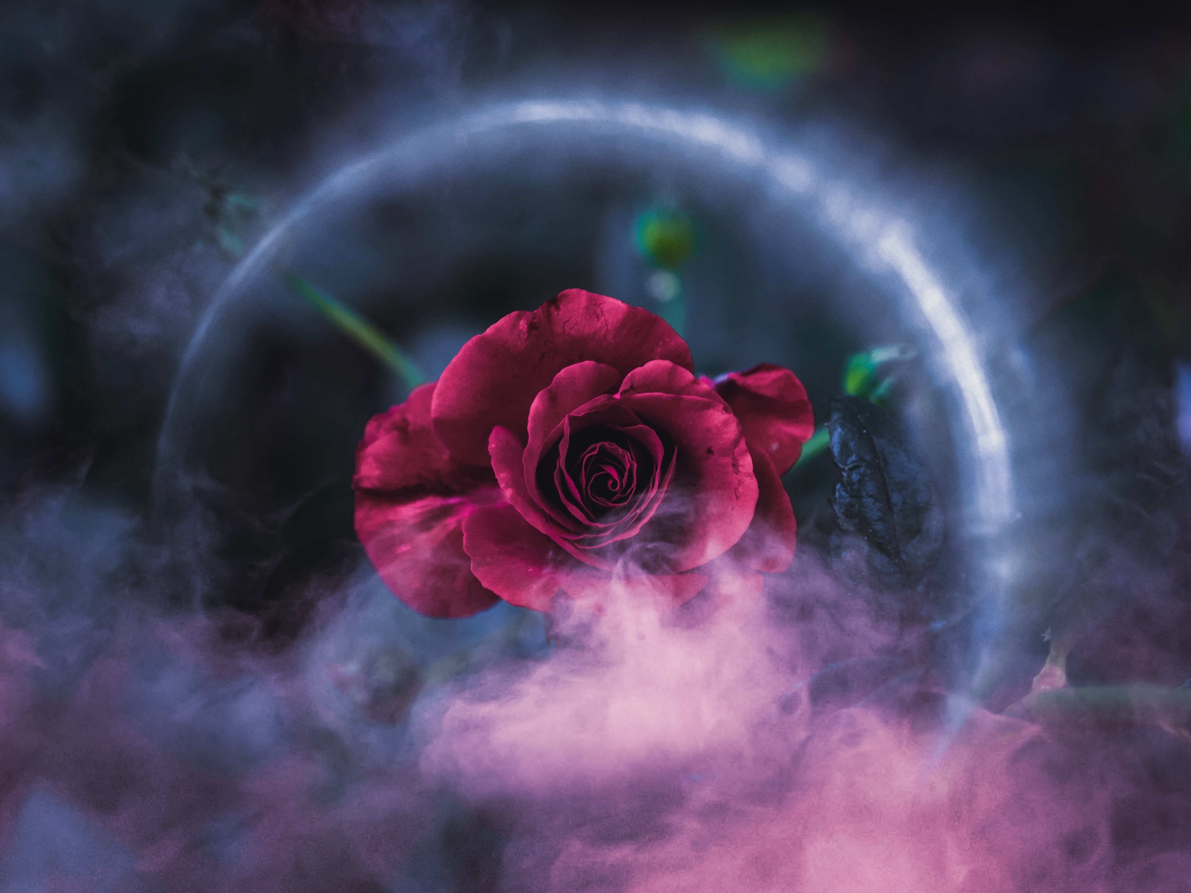 rose, flowers, hd, photography, 4k, HD Wallpaper