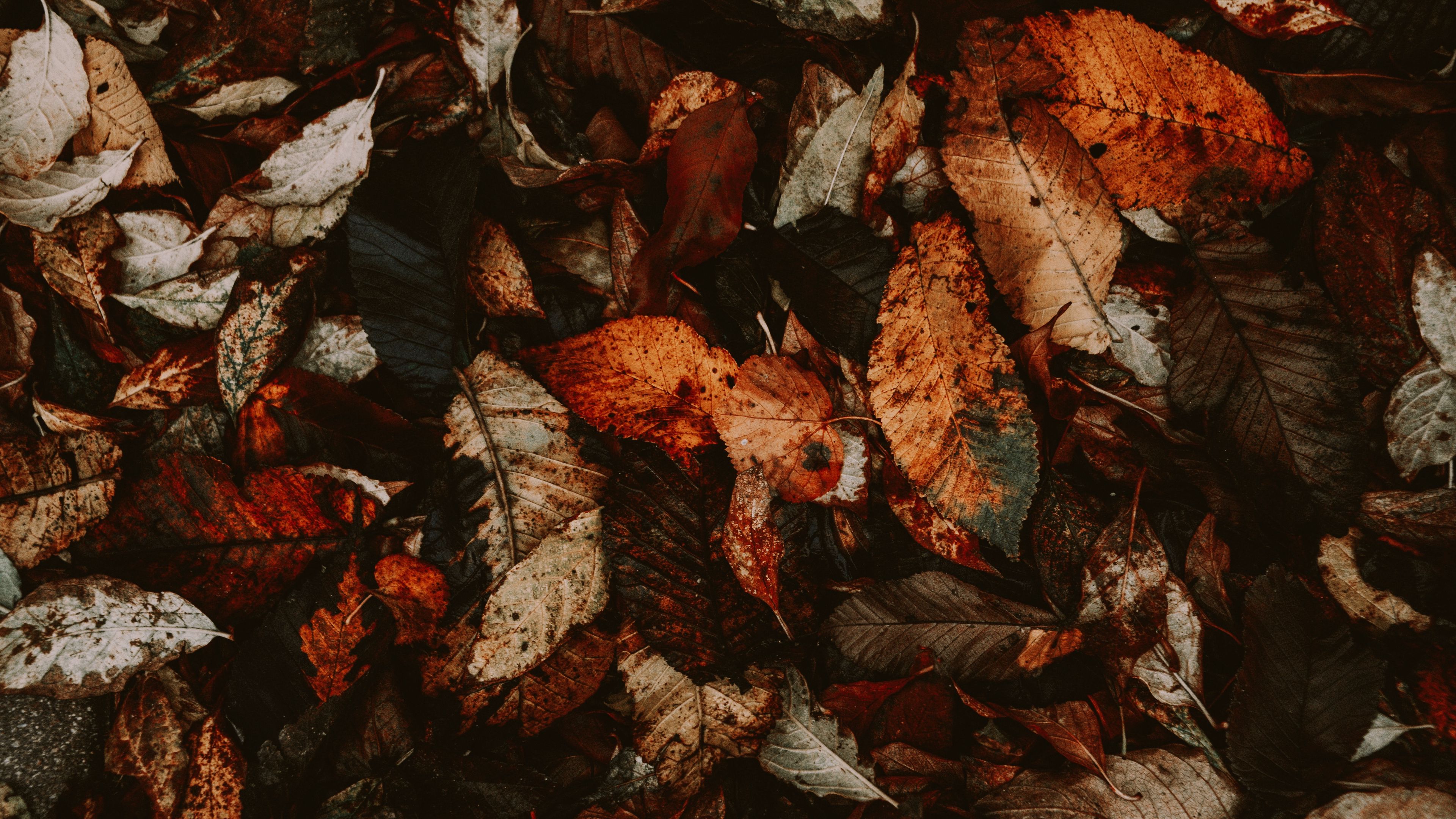 foliage, autumn, leaves, dry, fallen, 4k, HD Wallpaper