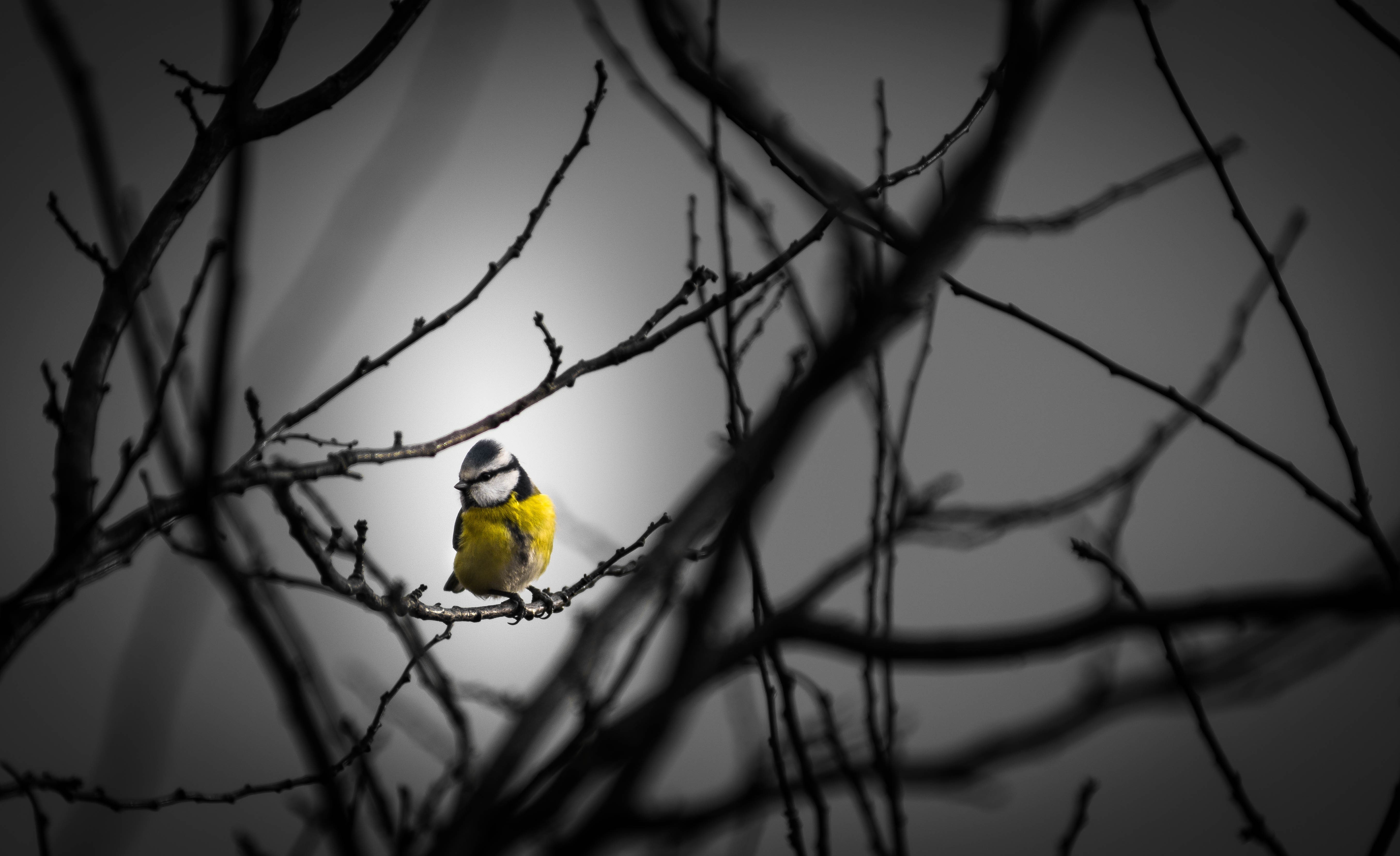 birds, hd, 4k, 5k, HD Wallpaper