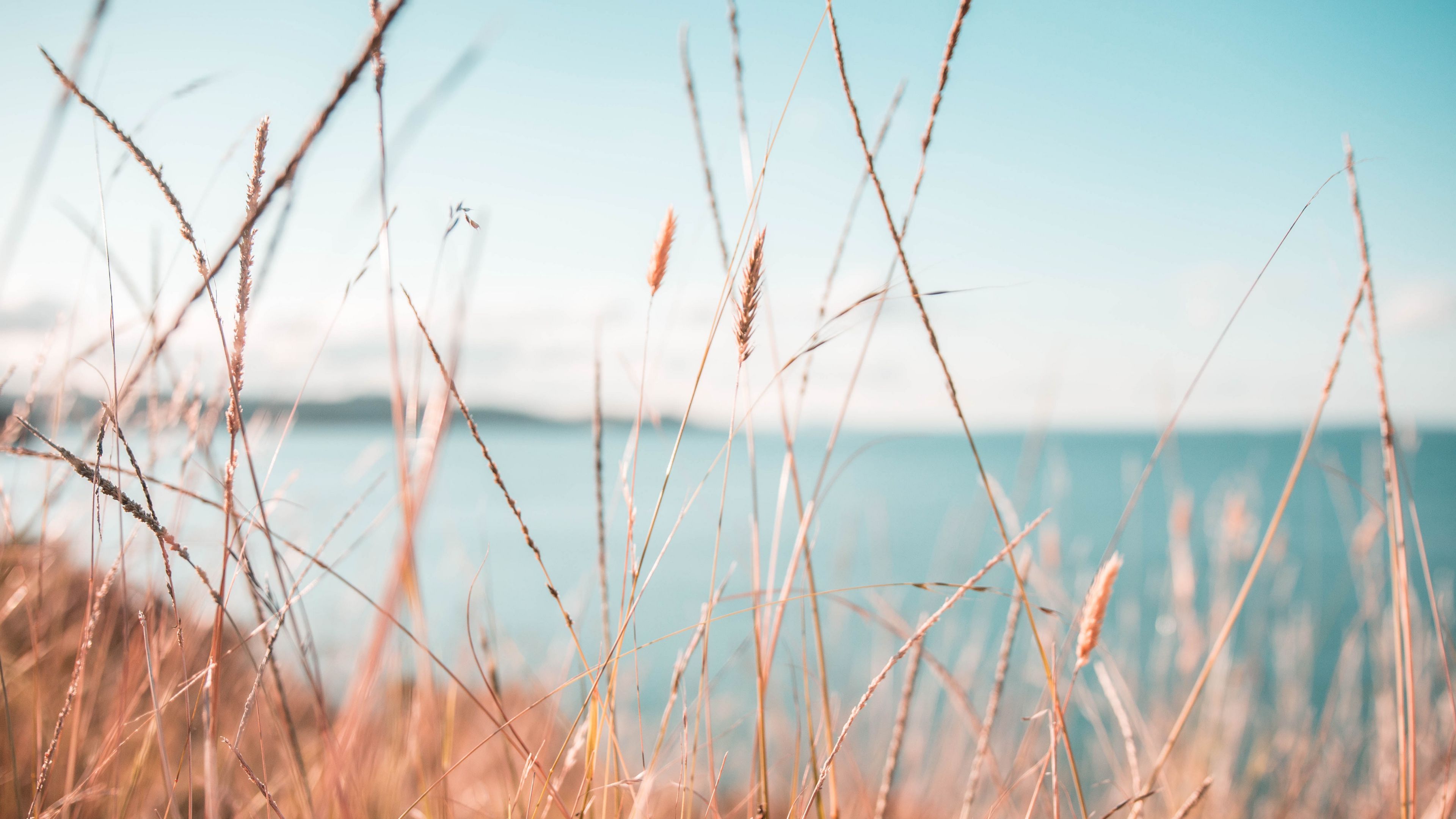 grass, dry, spikelets, plants, macro, 4k, HD Wallpaper